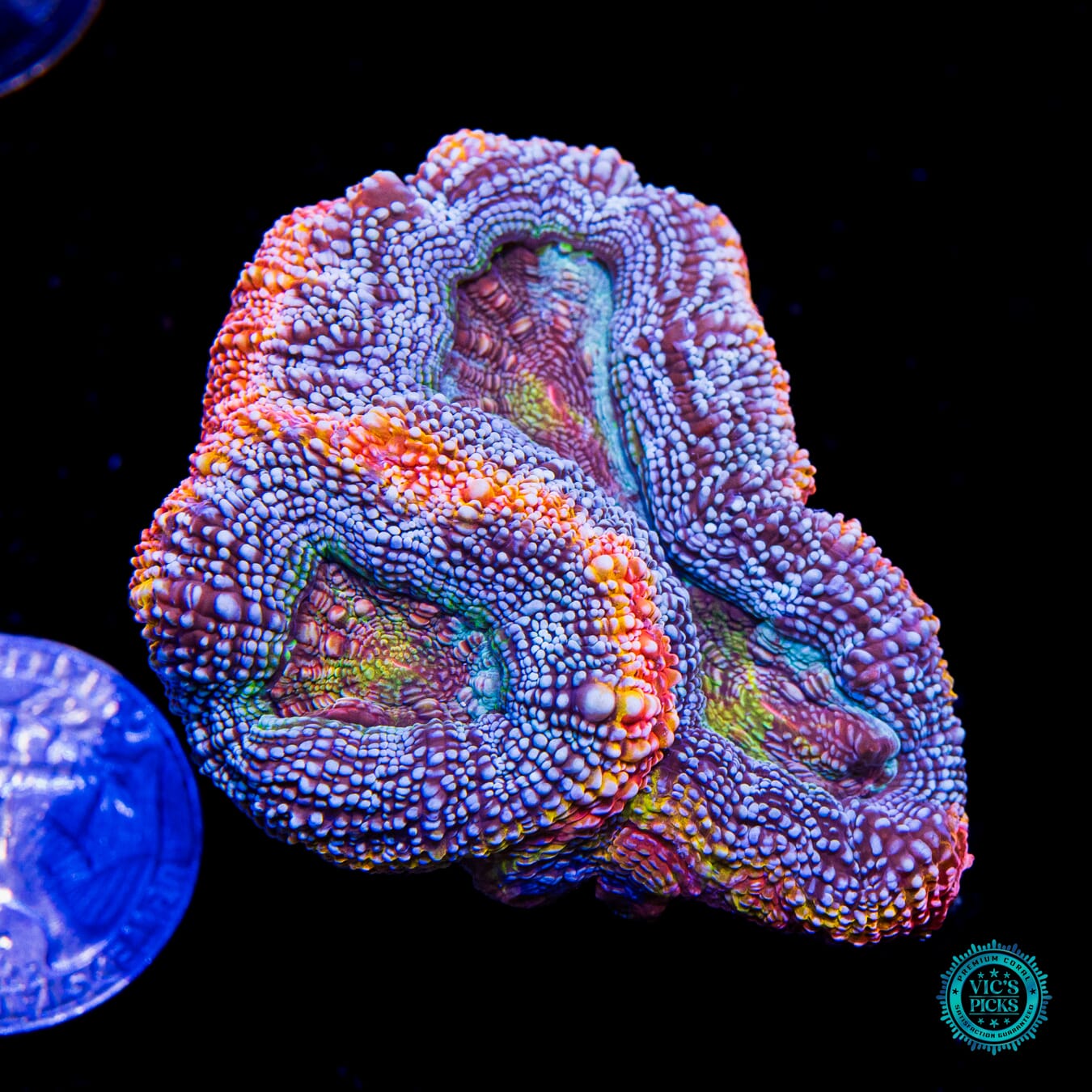 WWC Obliterator Bowerbanki - Actinic Photo