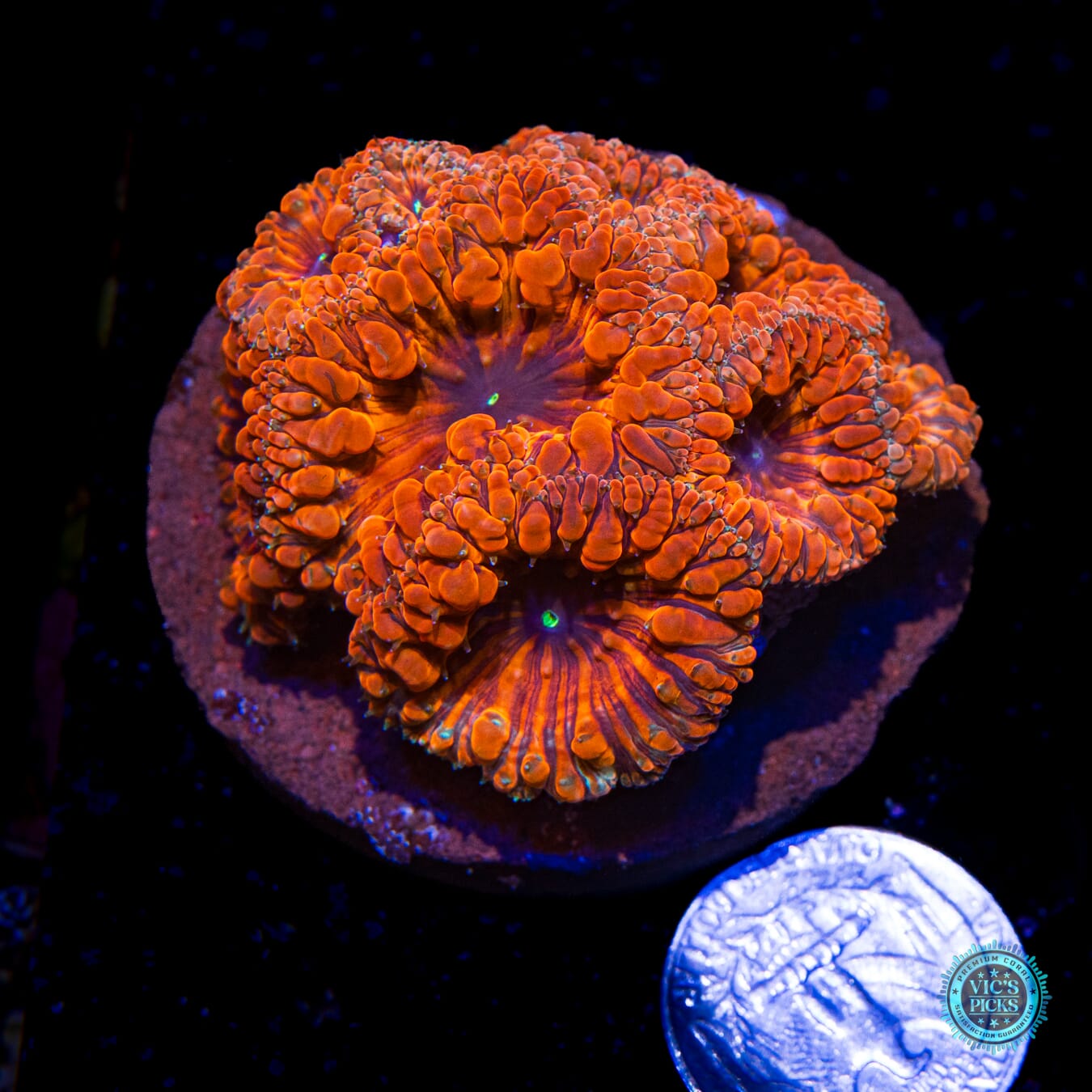 Jurassic Gem Blastomussa - Actinic Photo