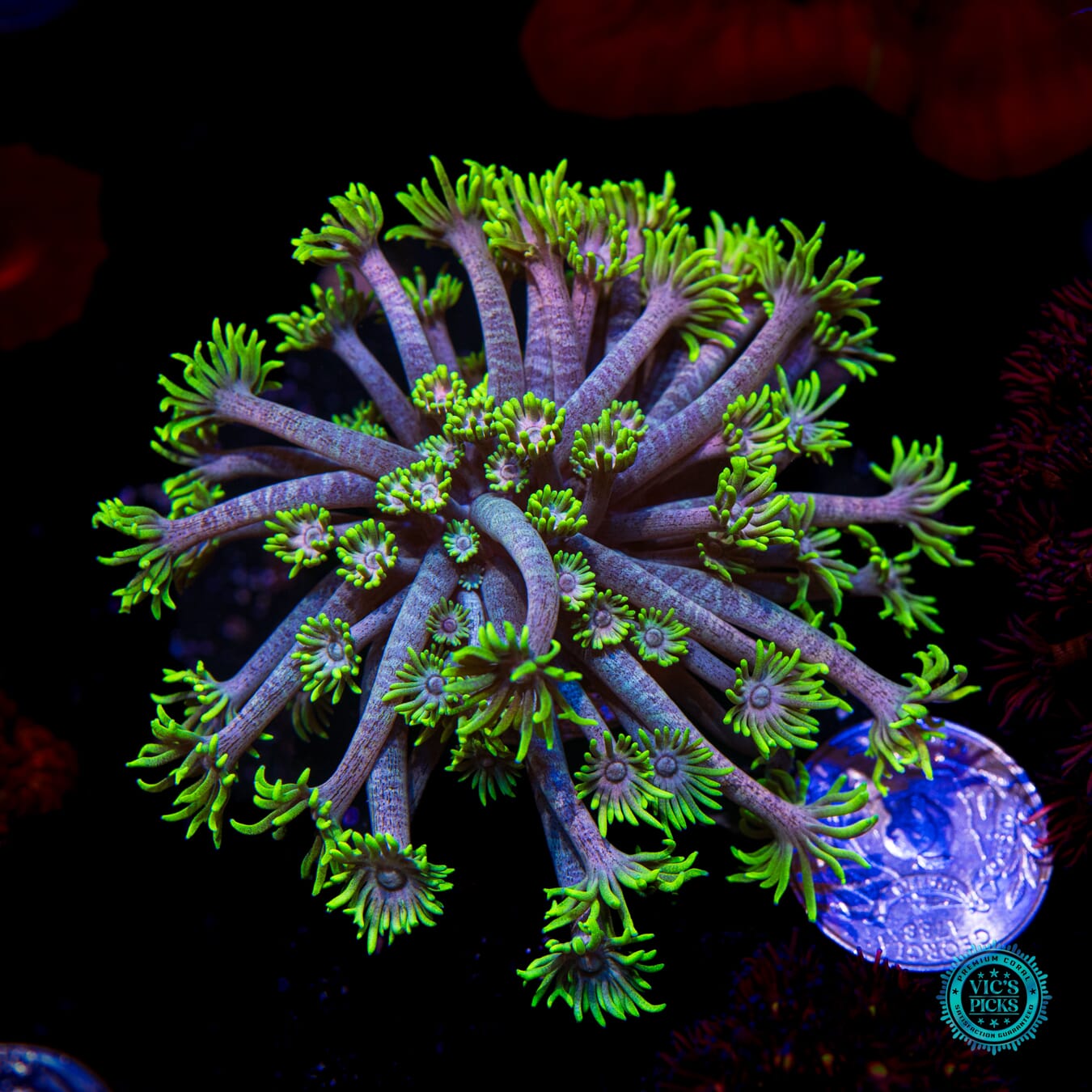 WWC Hail Hydra Goniopora - Actinic Photo