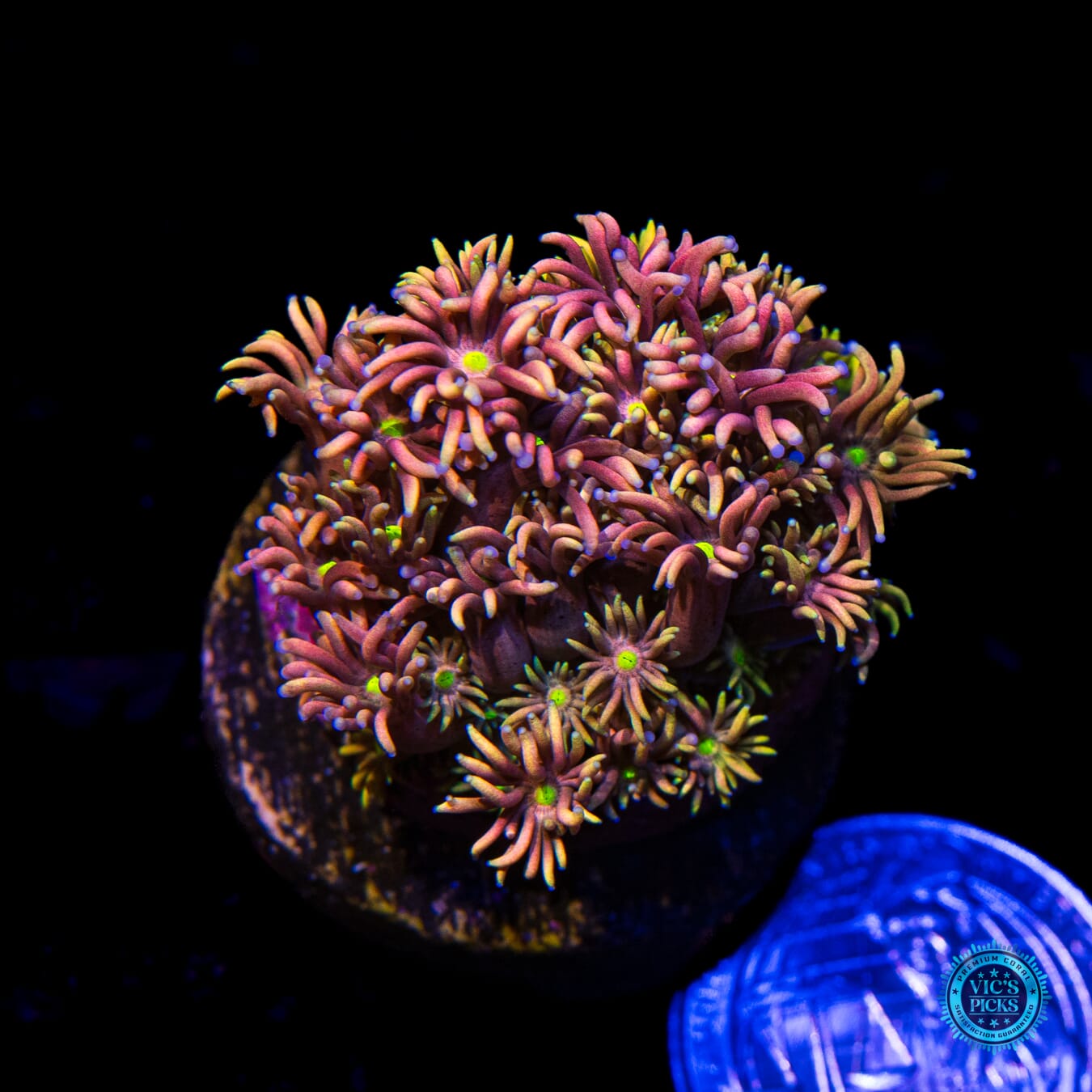Solar Beam Goniopora - Actinic Photo