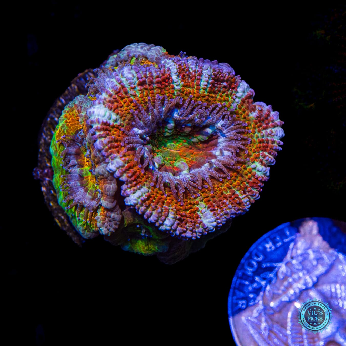 WWC Clown Car Aussie Lord - Actinic Photo