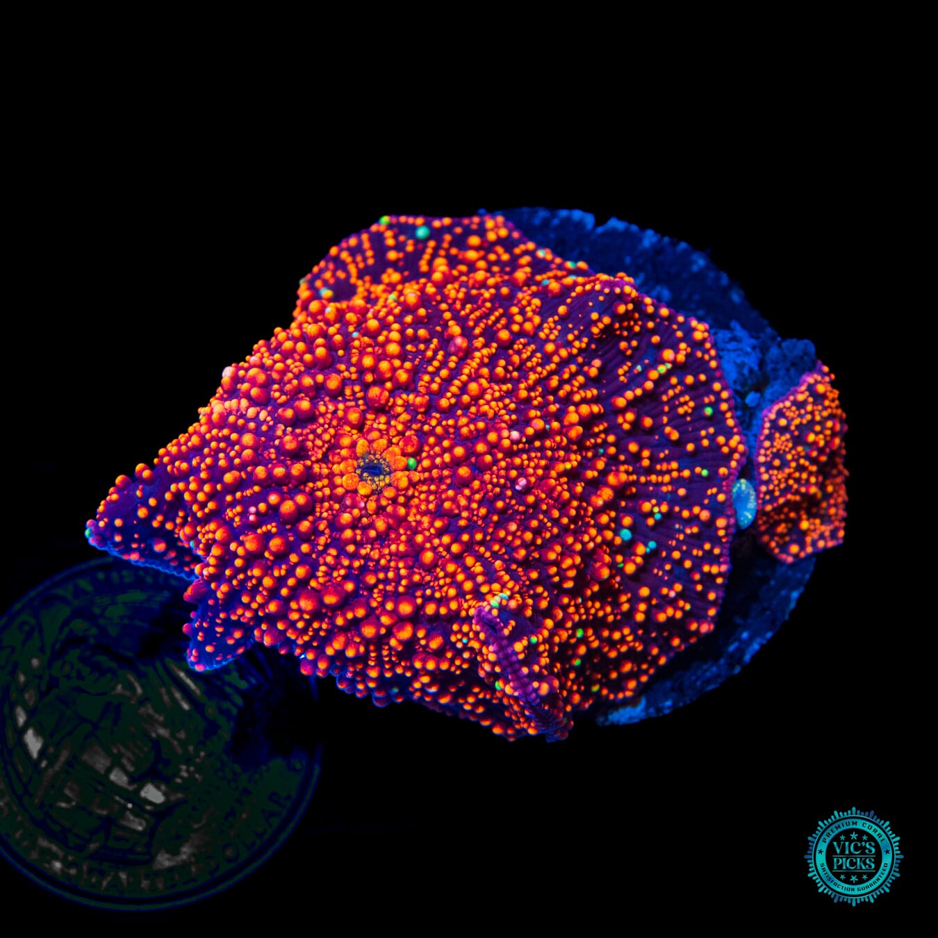 Interstellar Disco Mushroom - Daylight Photo