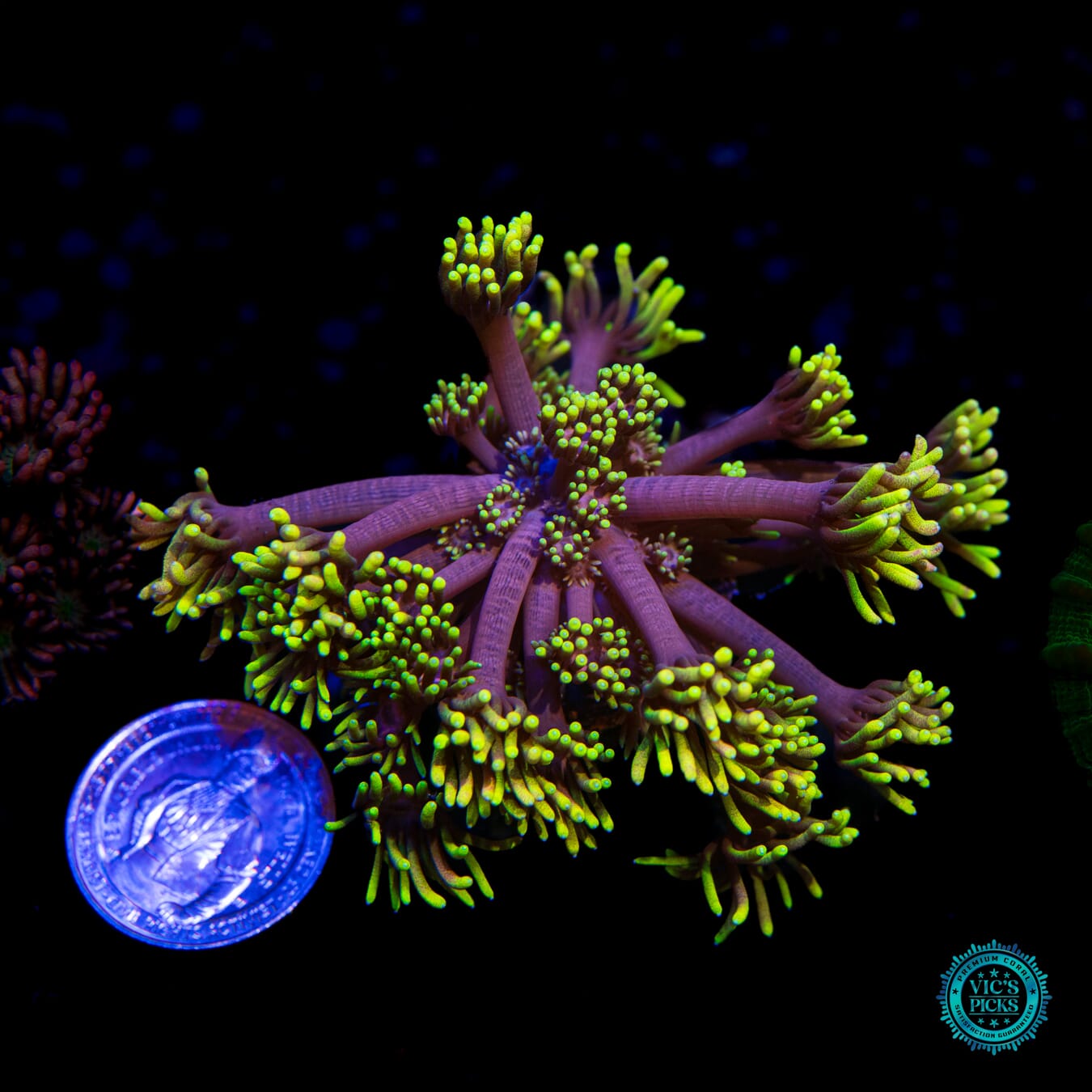 WWC Sunflower Goniopora - Actinic Photo