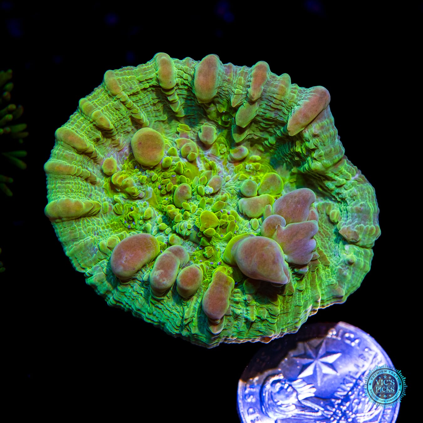WWC Cosmic Candy Bounce Chalice - Actinic Photo