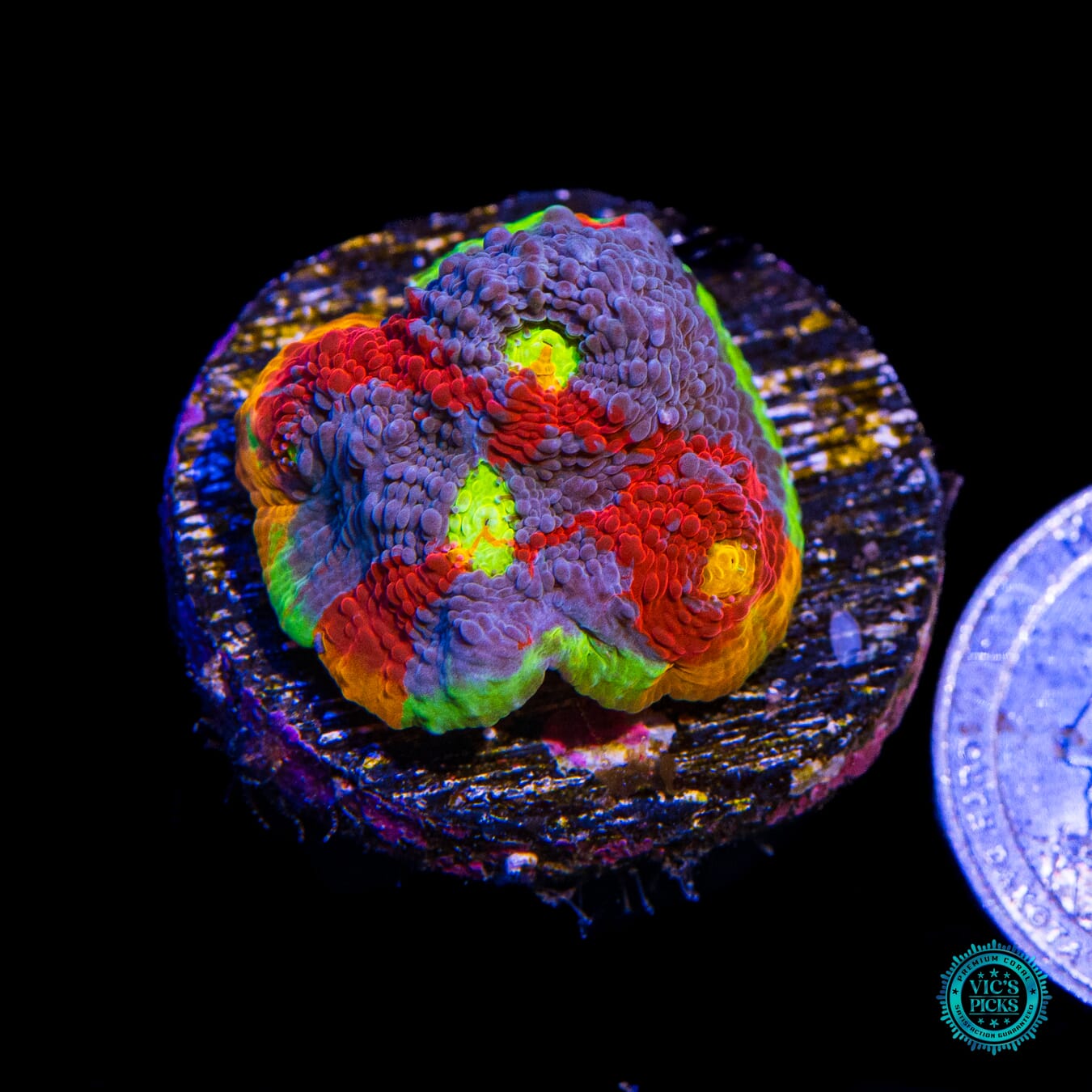WWC Jellybean Rainbow Chalice - Actinic Photo