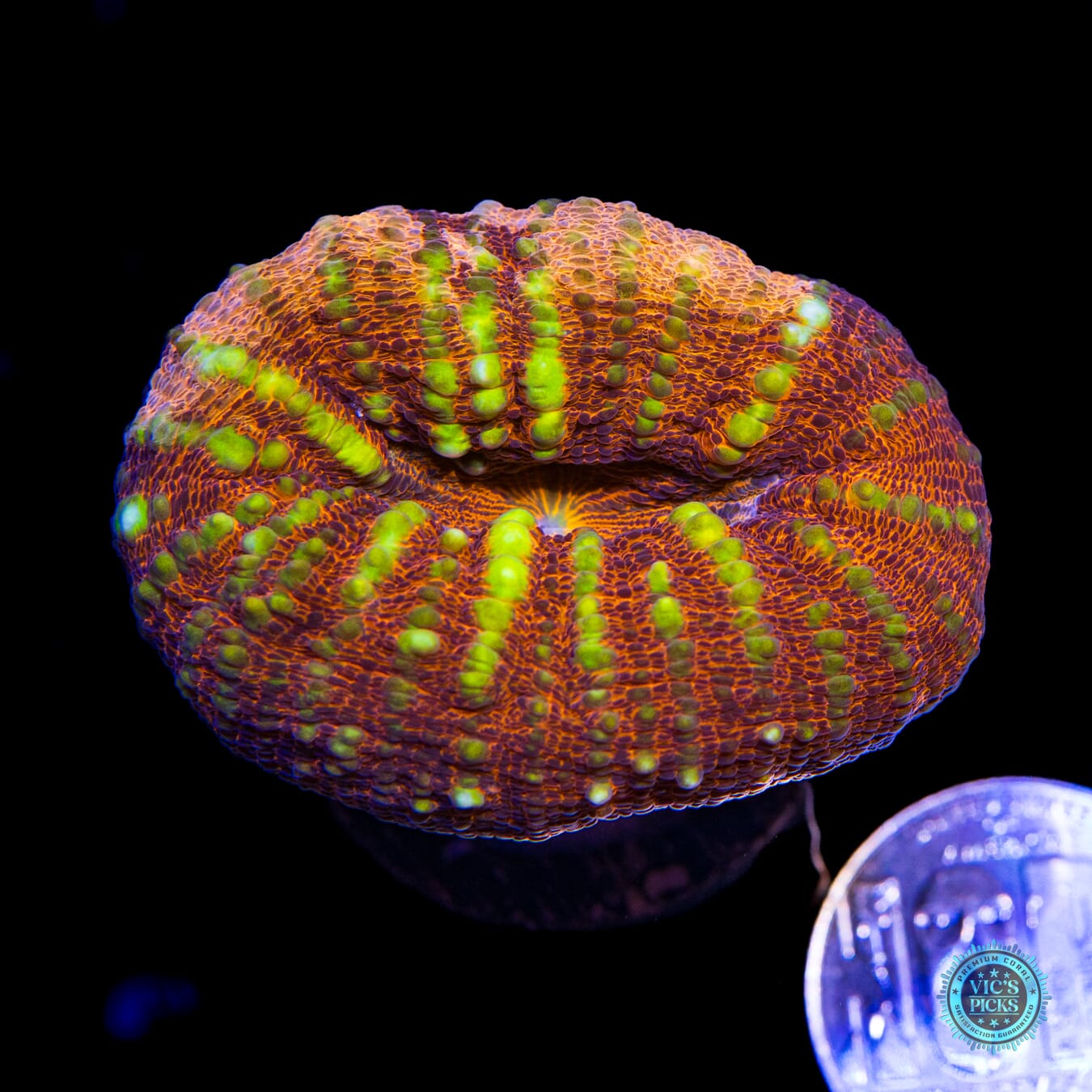 Peach Passion Lobophyllia - Actinic Photo