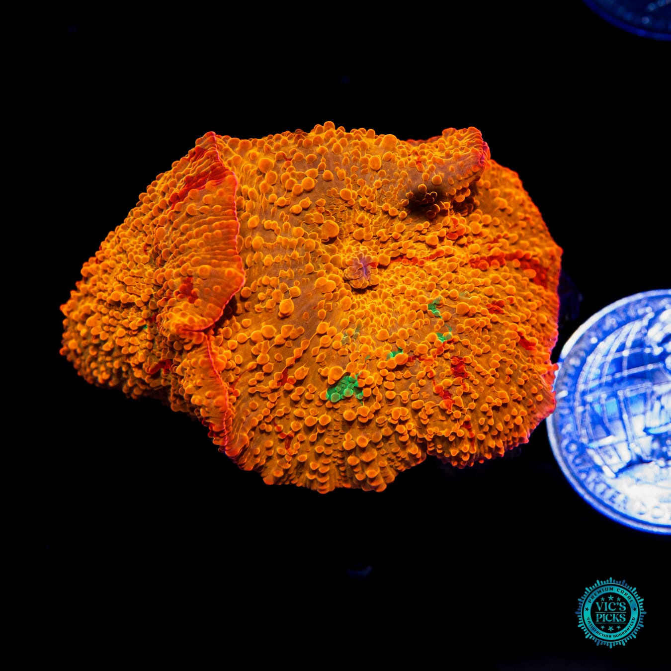 Shinies Jawbreaker Mushroom - Actinic Photo