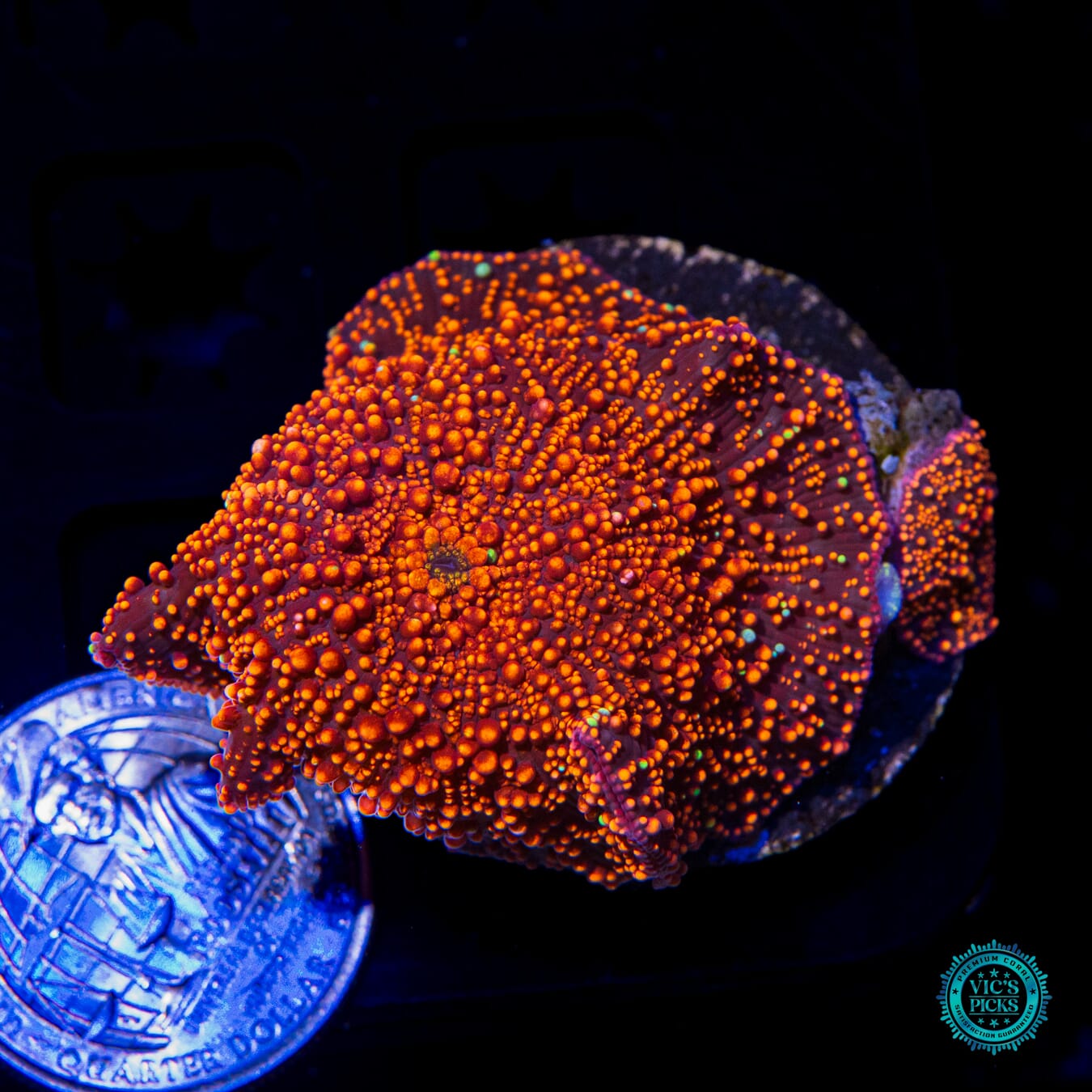 Interstellar Disco Mushroom - Actinic Photo