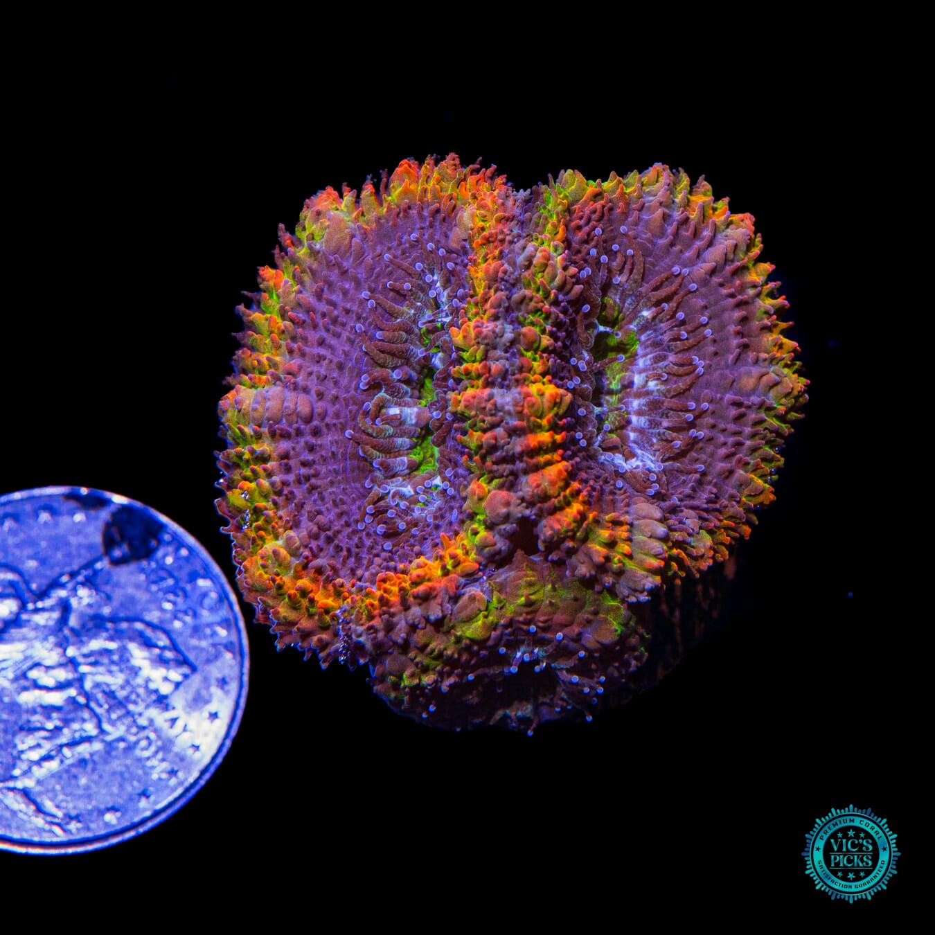 Alchemists Rejuvenation Aussie Lord - Actinic Photo
