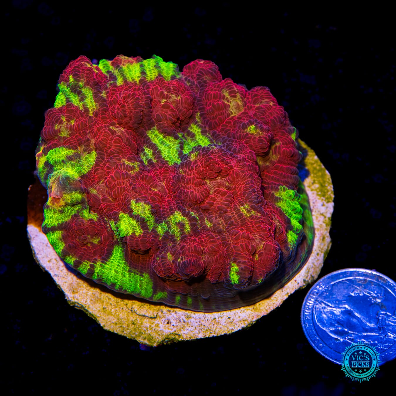 Jason Fox Chemical Reaction Chalice - Actinic Photo