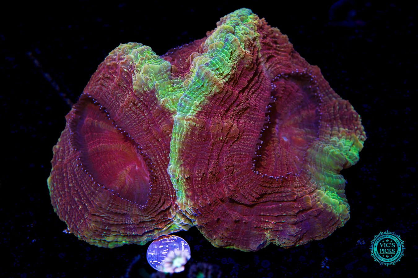 Triple Play Acanthophyllia - Actinic Photo