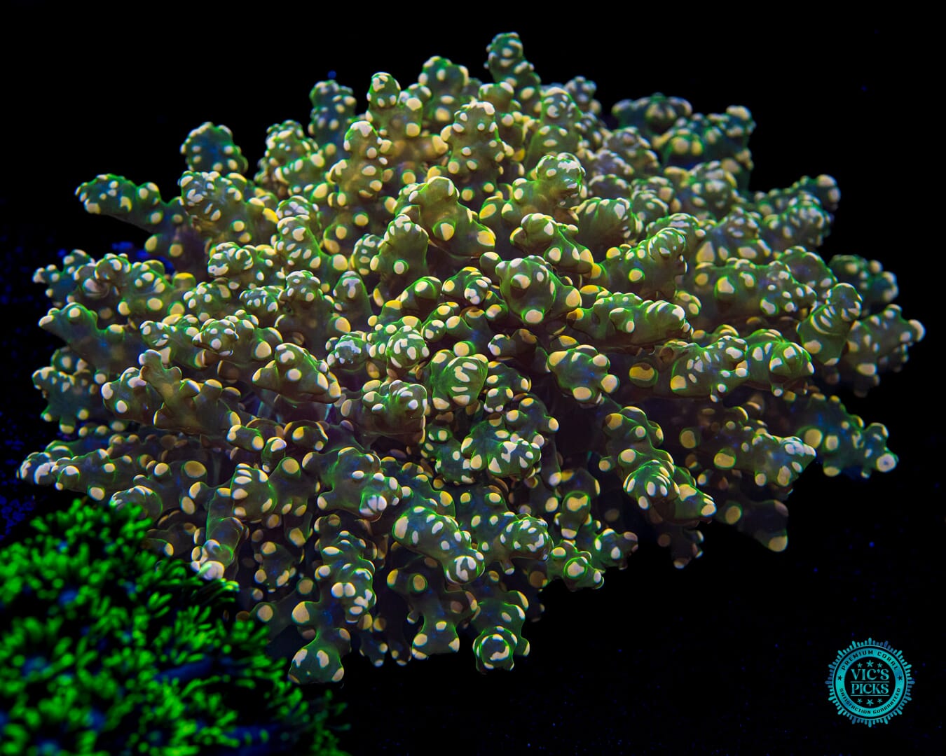 Citrus Forest Wall Frogspawn - Daylight Photo