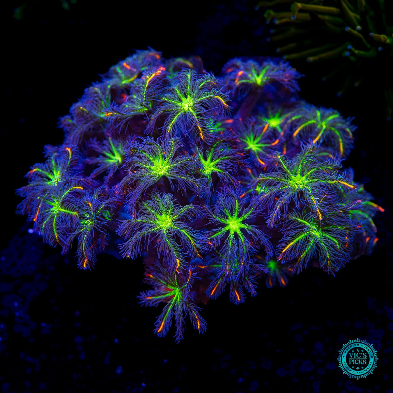 WWC High Voltage Clove Polyps - Daylight Photo