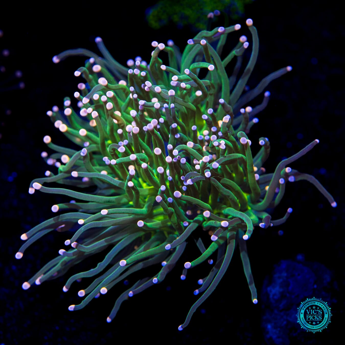 Pink Tipped Torch Coral - Daylight Photo