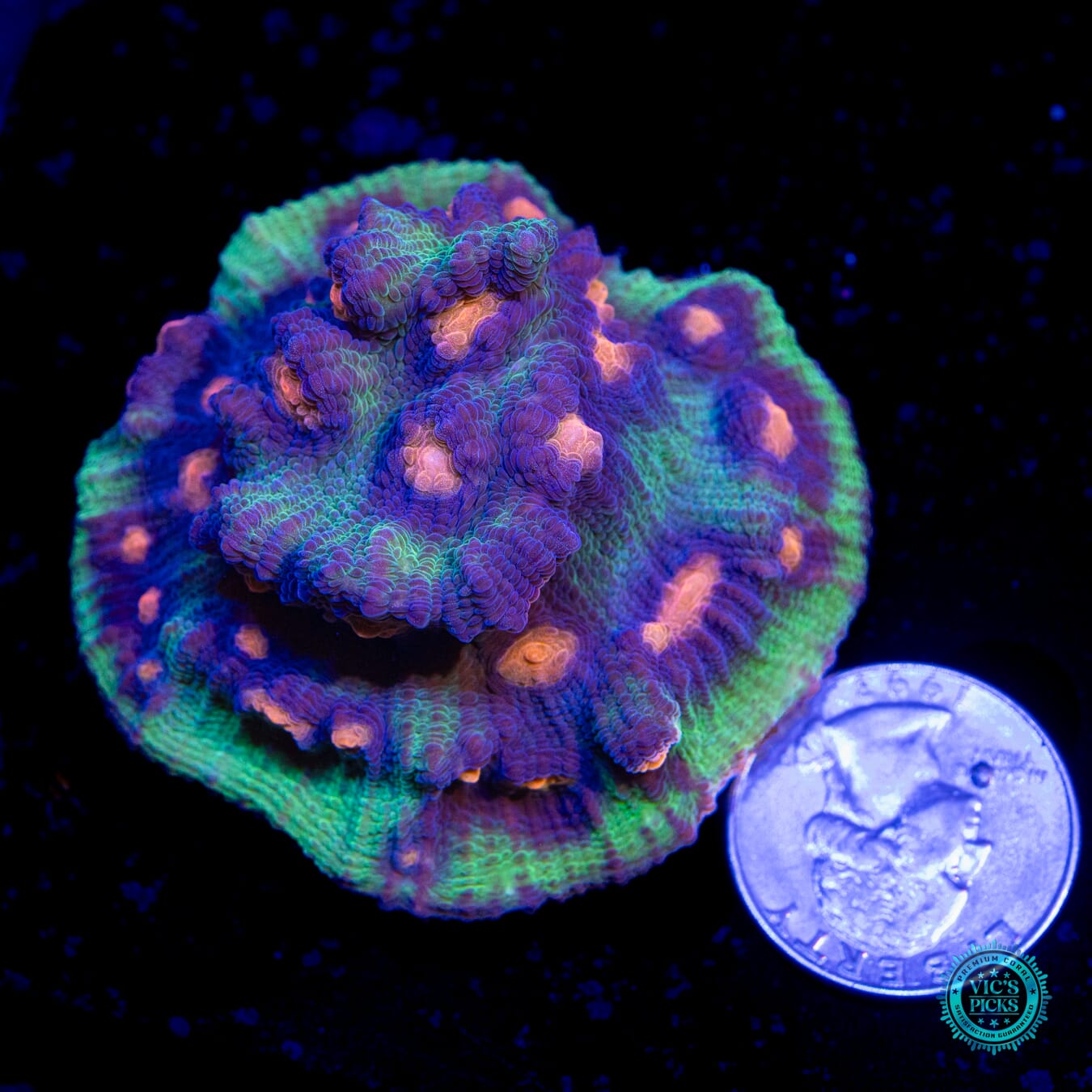 WWC Pumpkin Head Mycedium Chalice - Actinic Photo