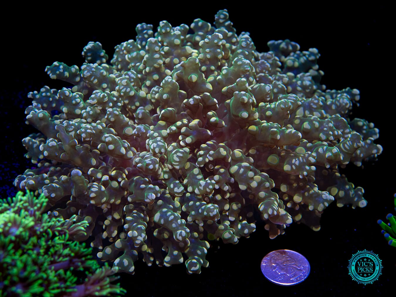 Citrus Forest Wall Frogspawn - Actinic Photo