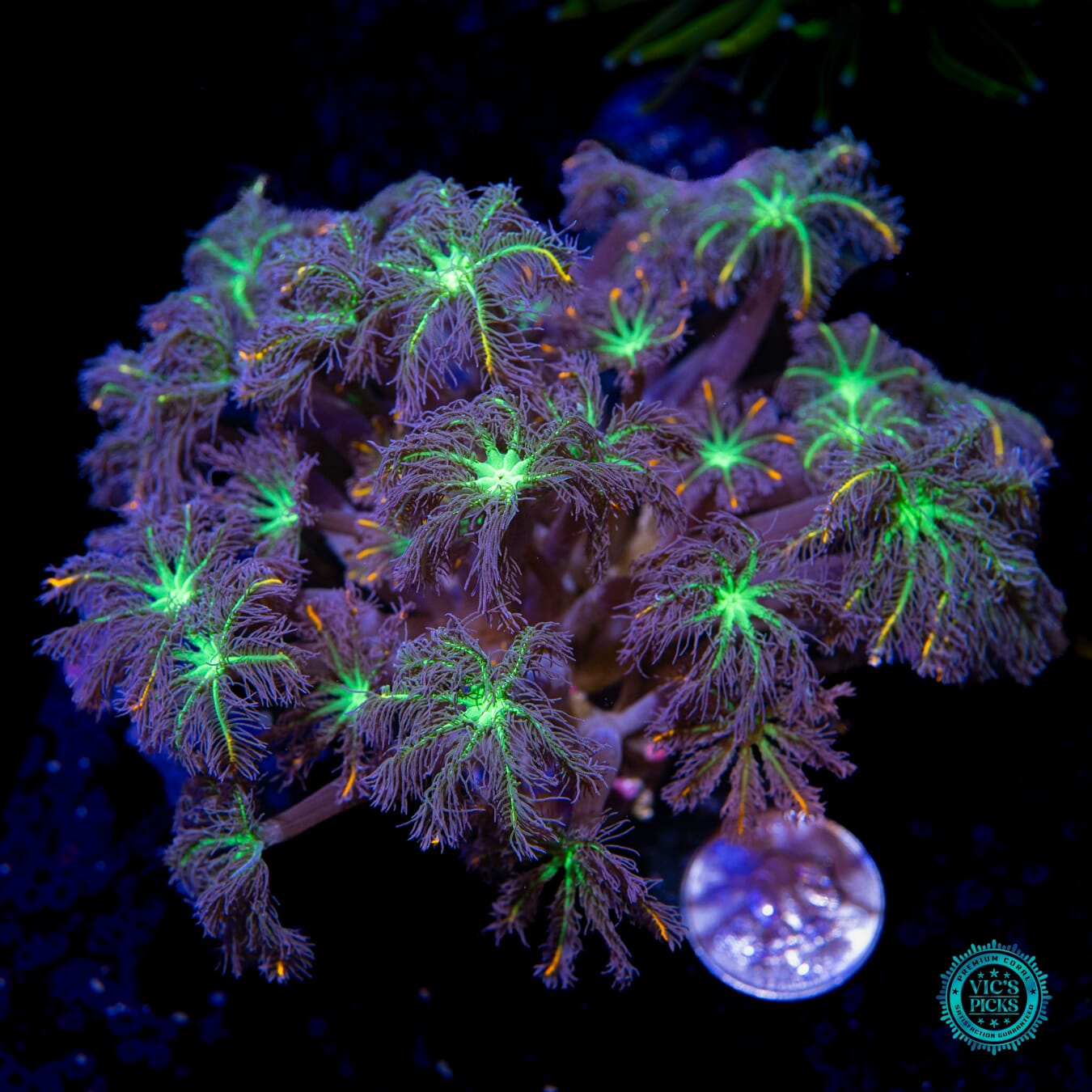 WWC High Voltage Clove Polyps - Actinic Photo