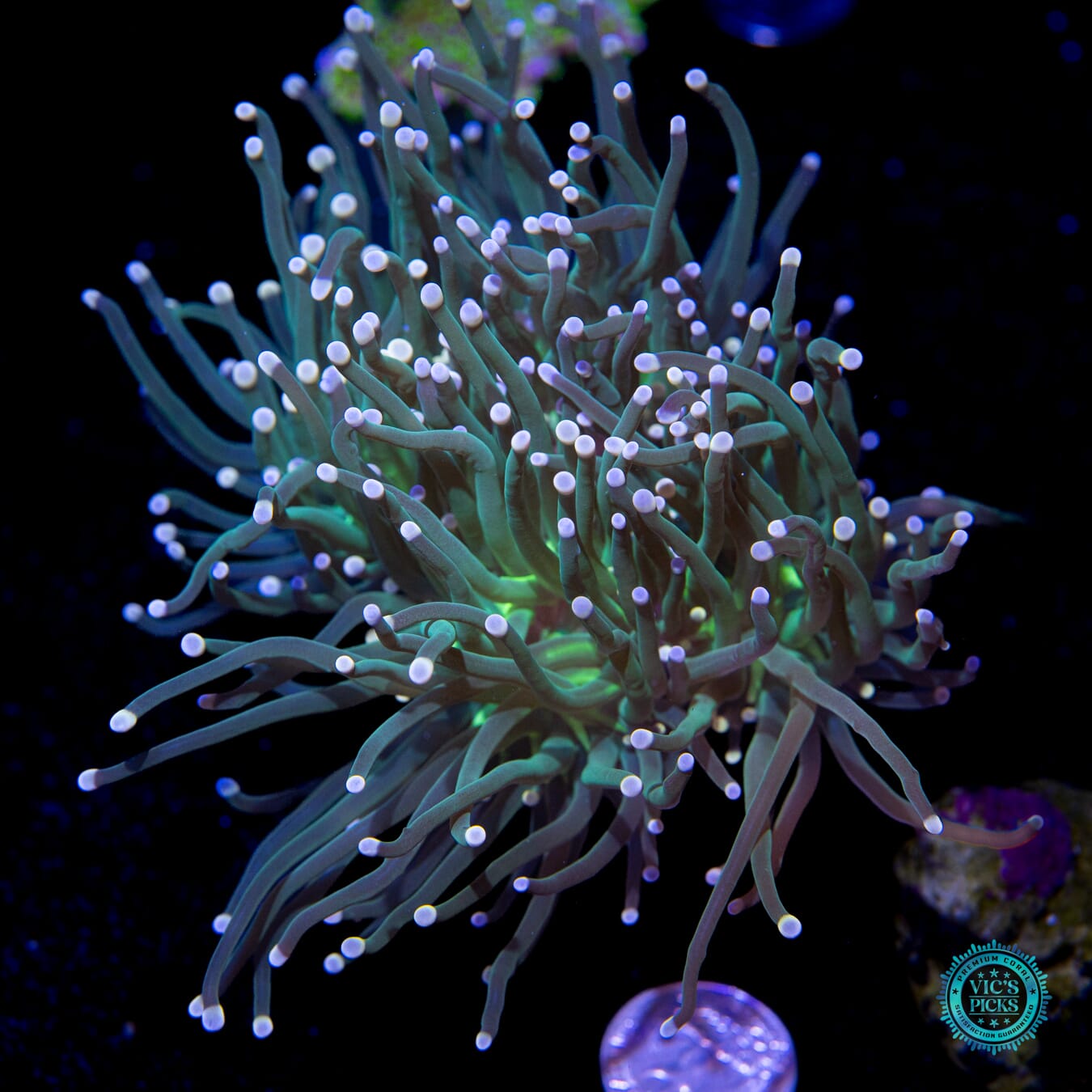 Pink Tipped Torch Coral - Actinic Photo