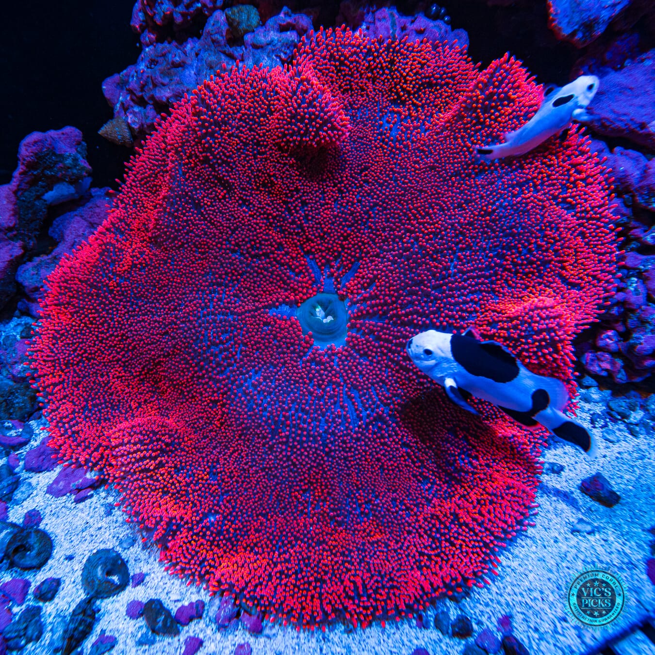Jumbo Sized Stupid Pink Carpet Anemone - Daylight Photo