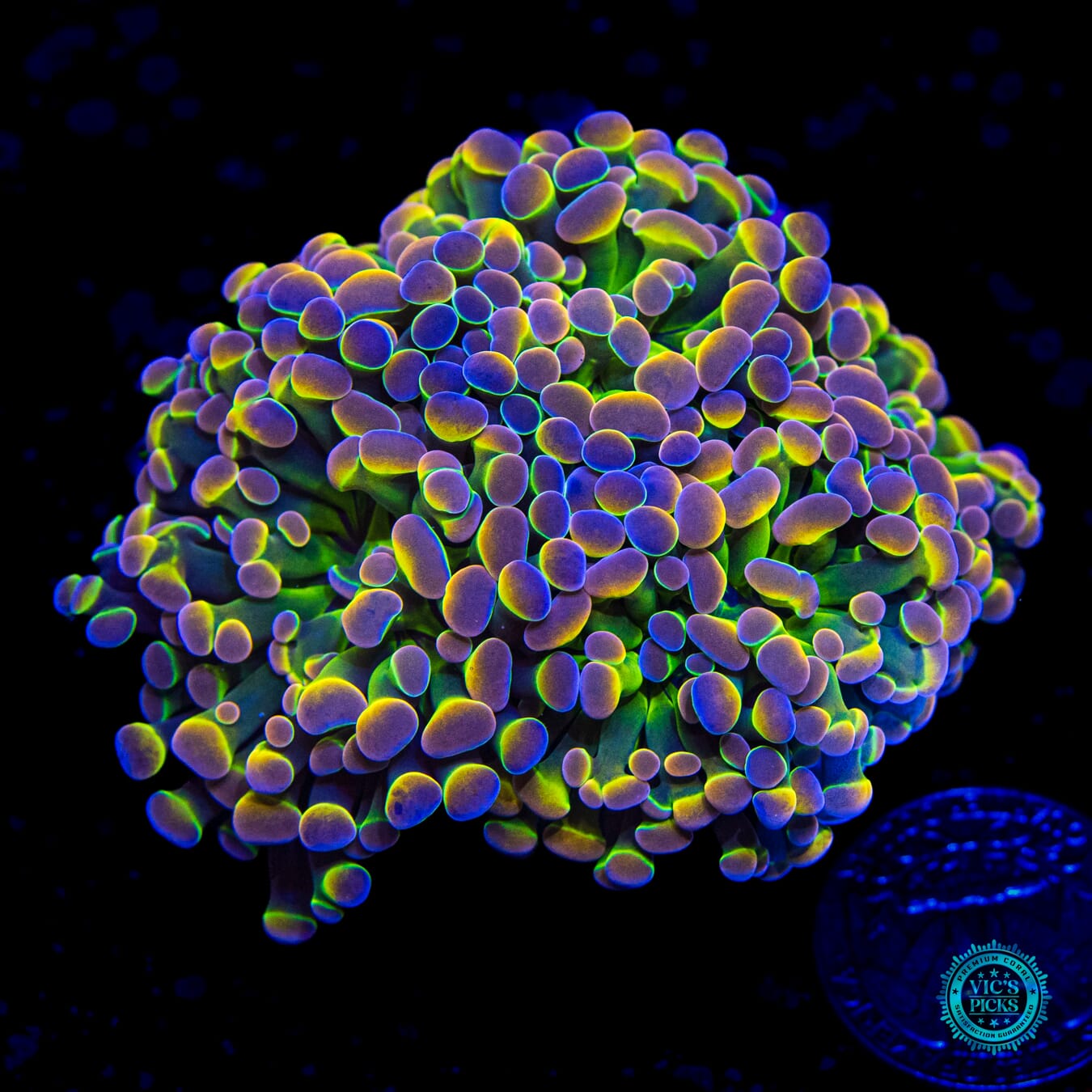 Holy Grail Branching Hammer - Daylight Photo