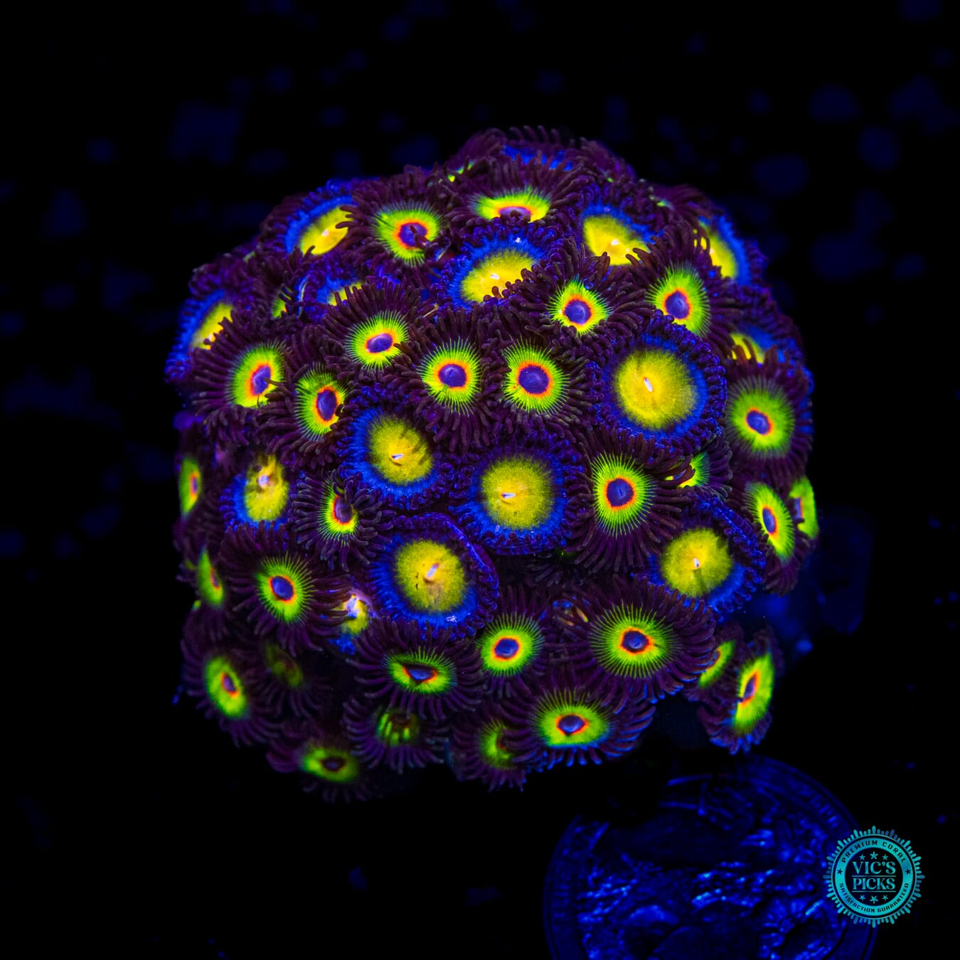 WWC Bob Marley and AOI Combo Zoanthids - Daylight Photo