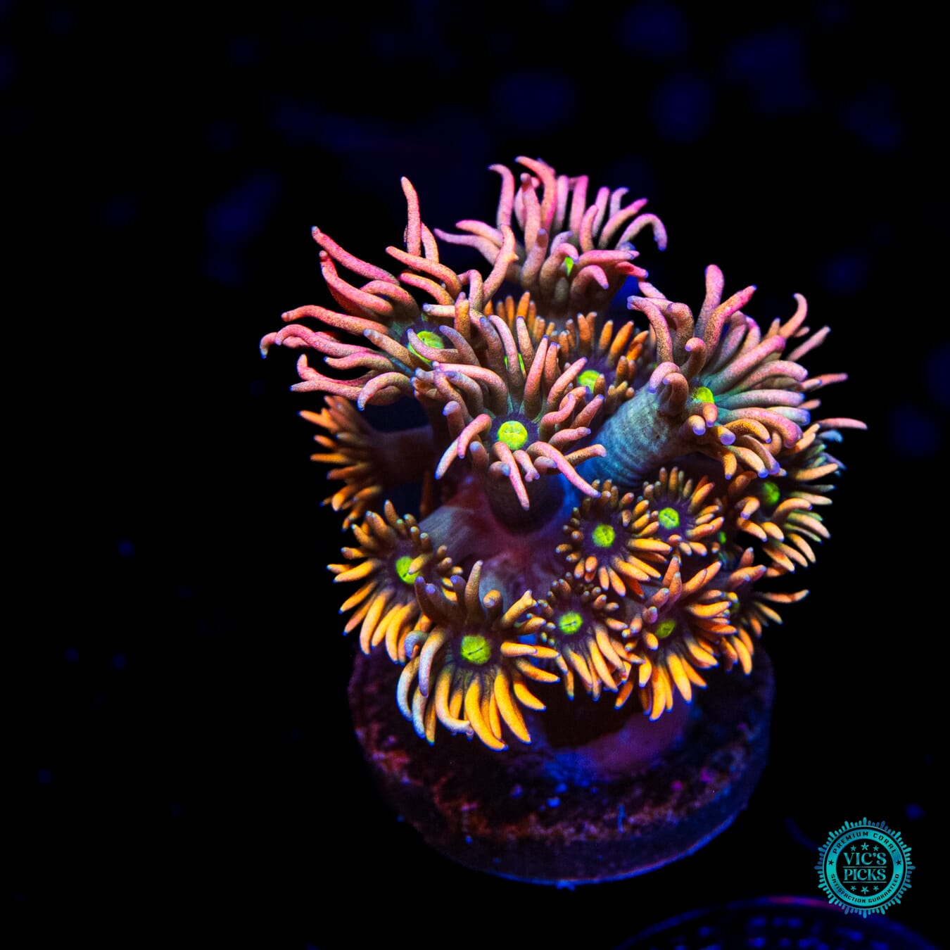 WWC Bomb Diggity Goniopora - Daylight Photo