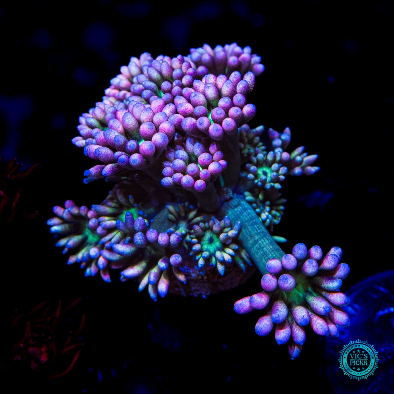 WWC Rainbow Soursop Goniopora - Daylight Photo