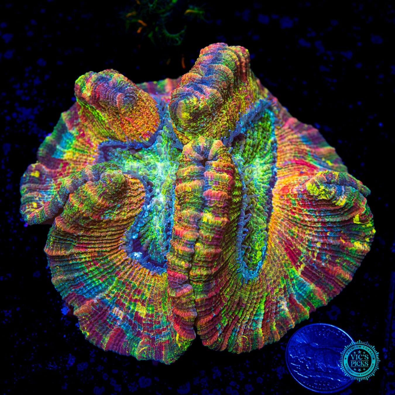 Rainbow Masterpiece Trachyphyllia - Daylight Photo