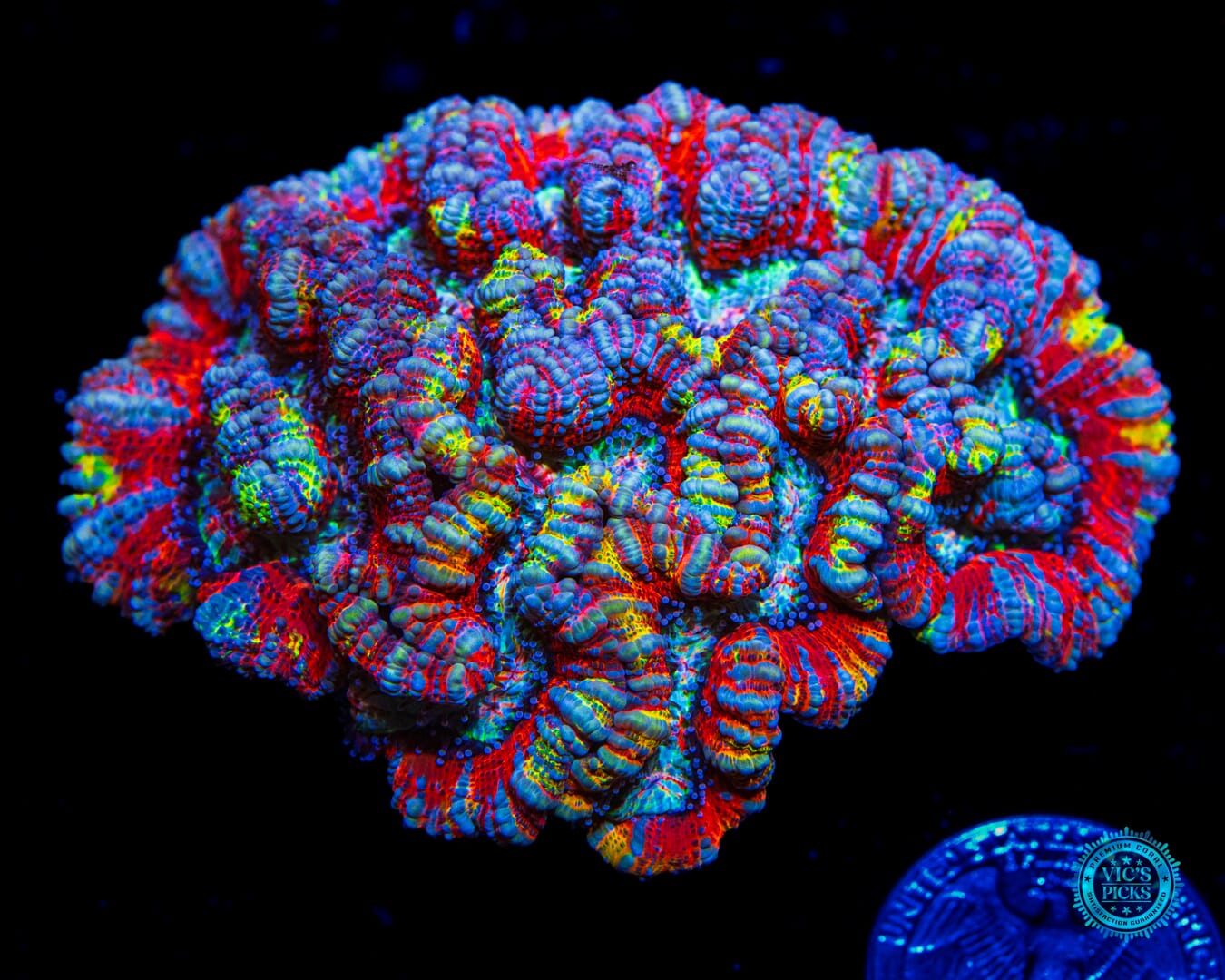 Rainbow Tiger Symphyllia Wilsoni - Daylight Photo