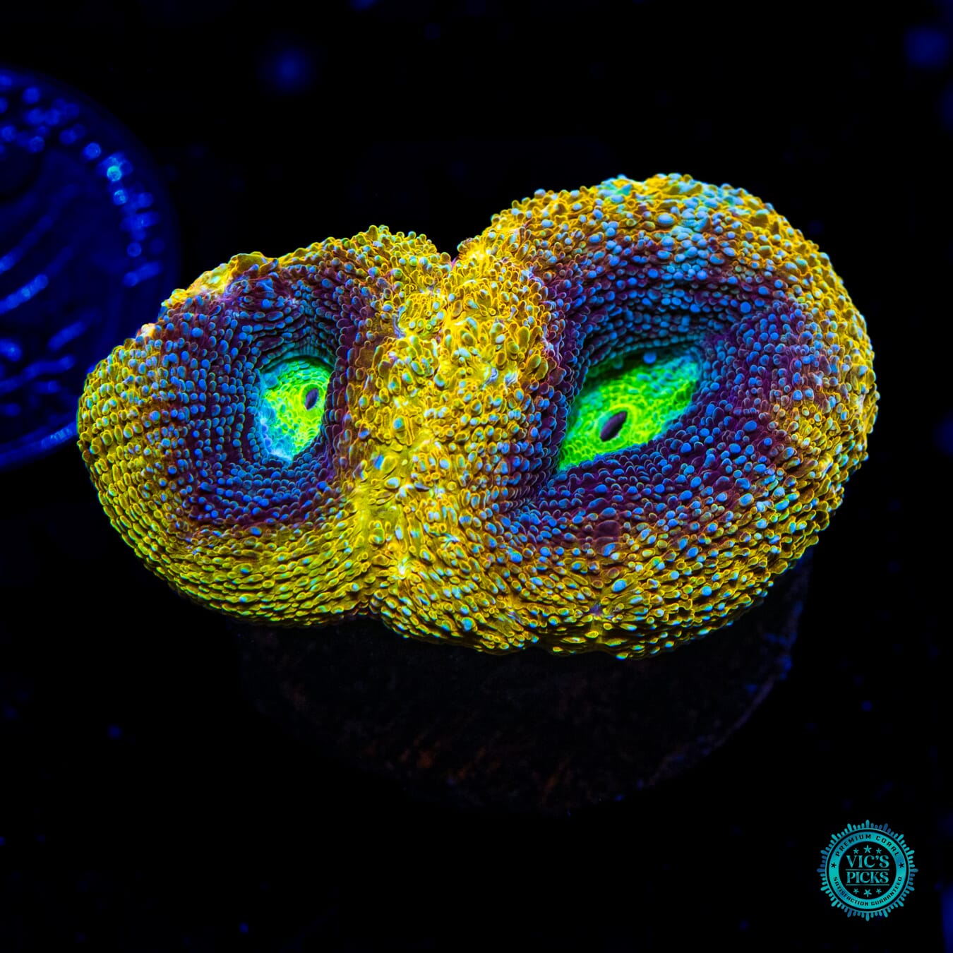 WWC Shaolin Soul Bowerbanki - Daylight Photo