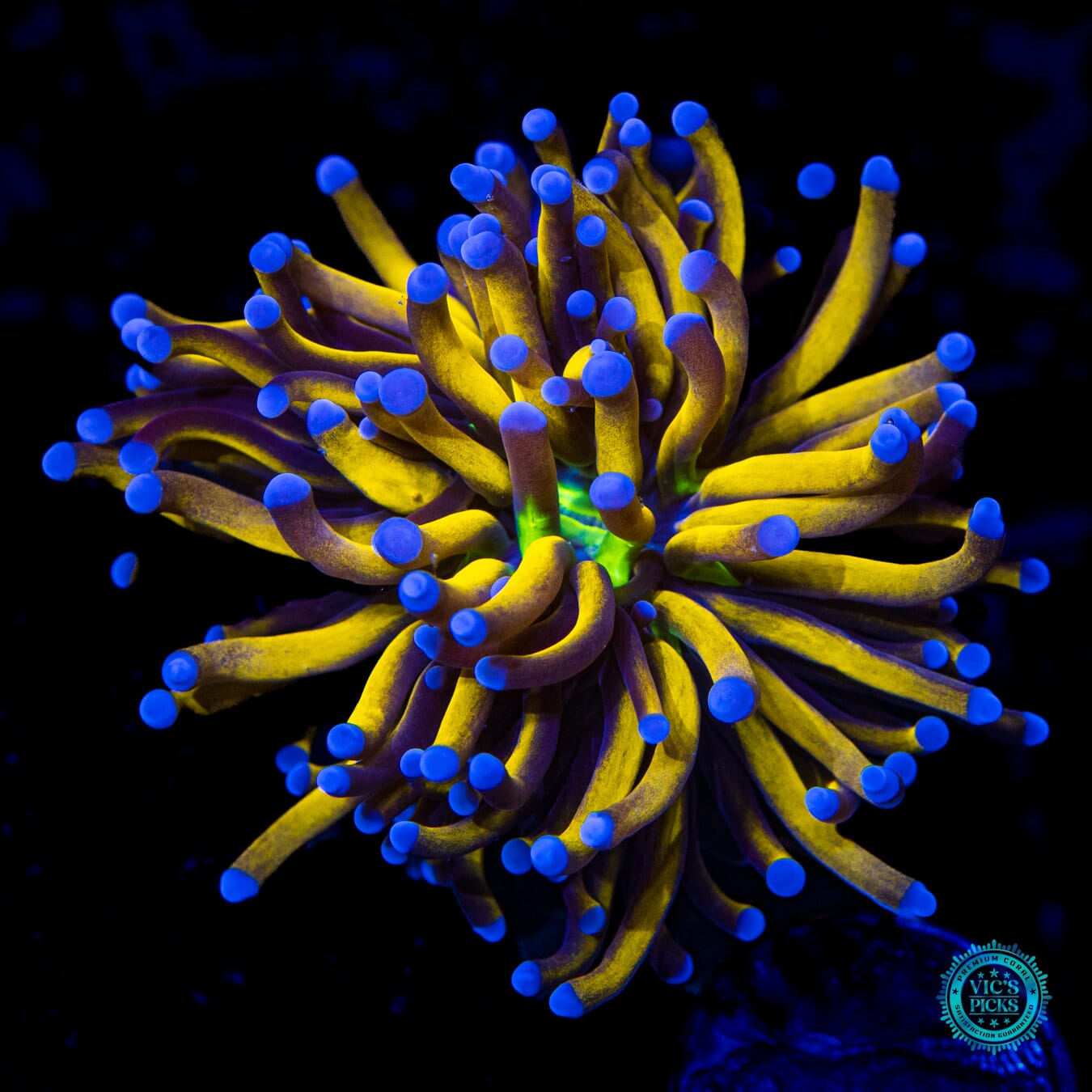 WWC In-house Spawned Gold Torch - Daylight Photo