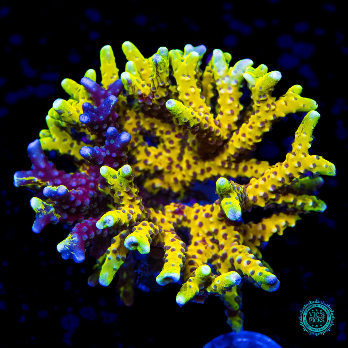 Golden Rod Grafted Anacropora - Daylight Photo