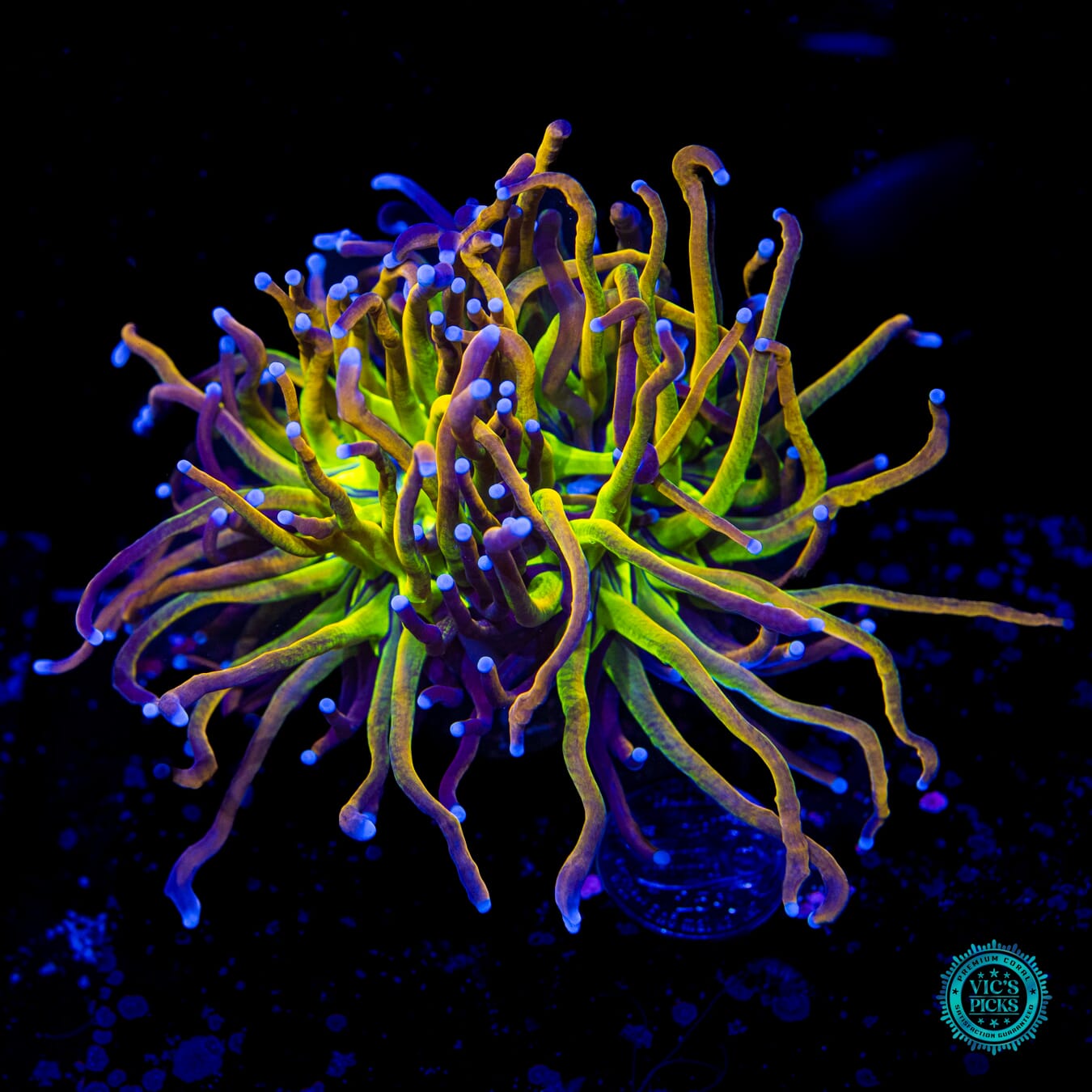 Fel Flame Torch - Daylight Photo