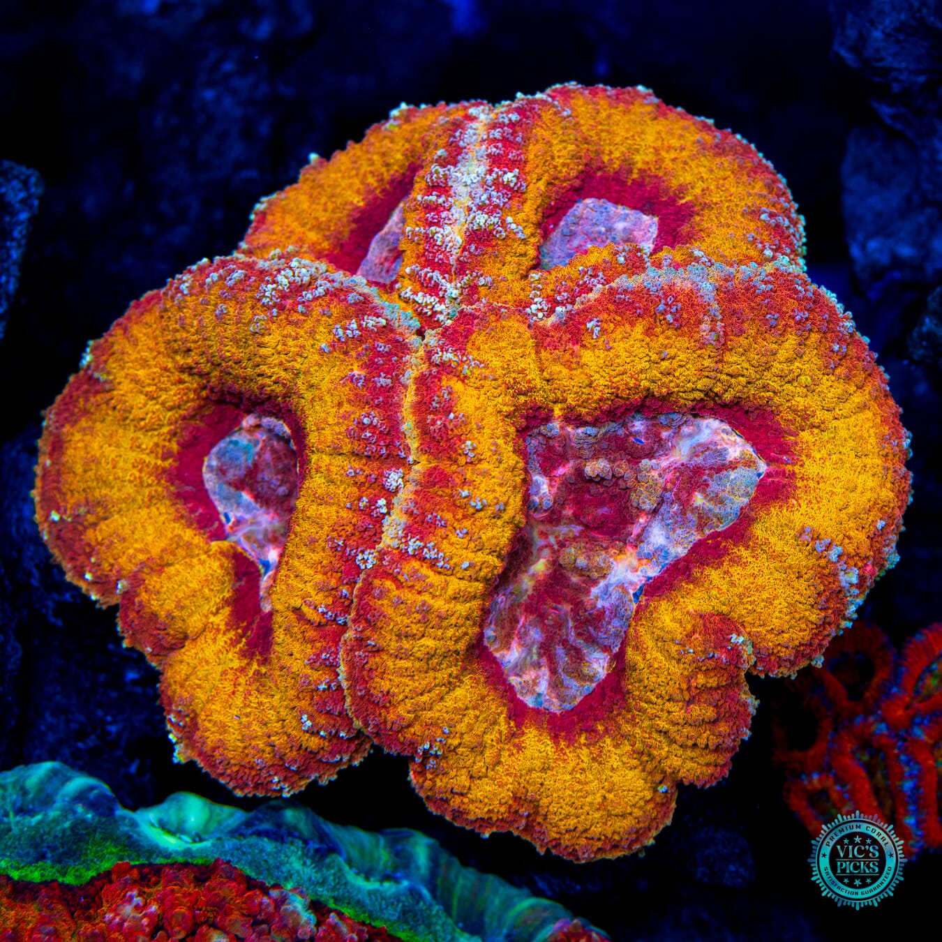 Frost Fire Lobophyllia - Daylight Photo