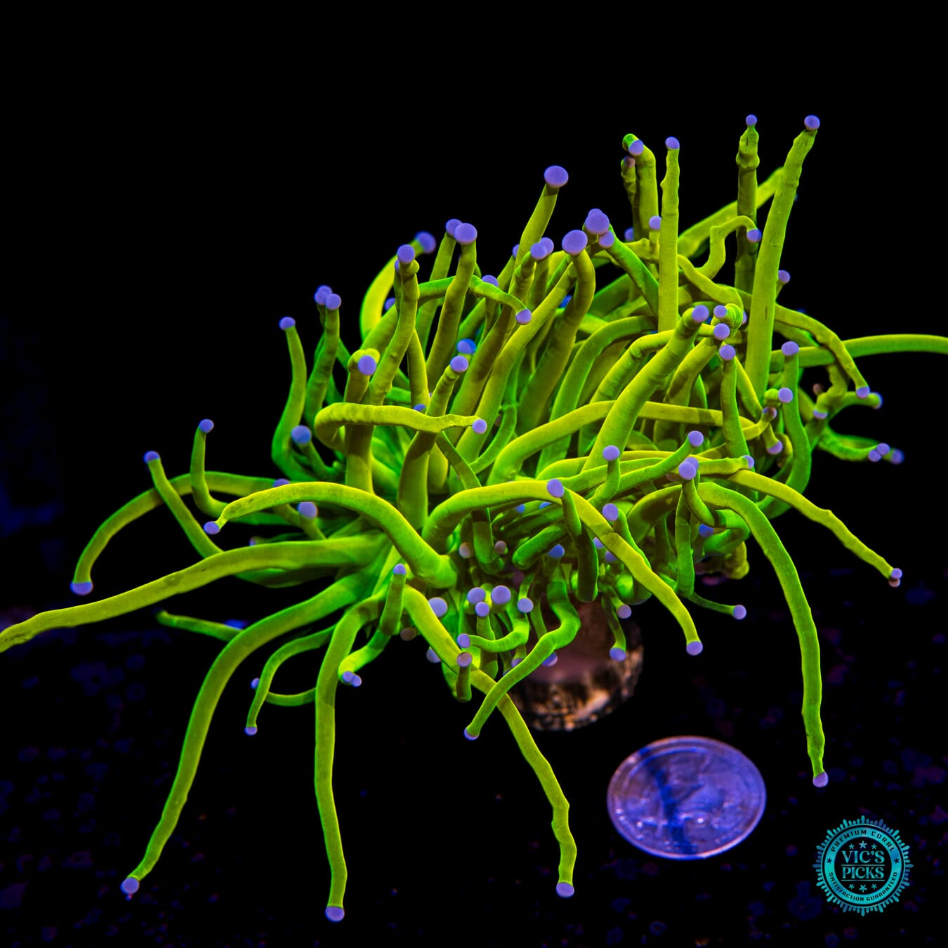 Banana Grail Torch - Actinic Photo