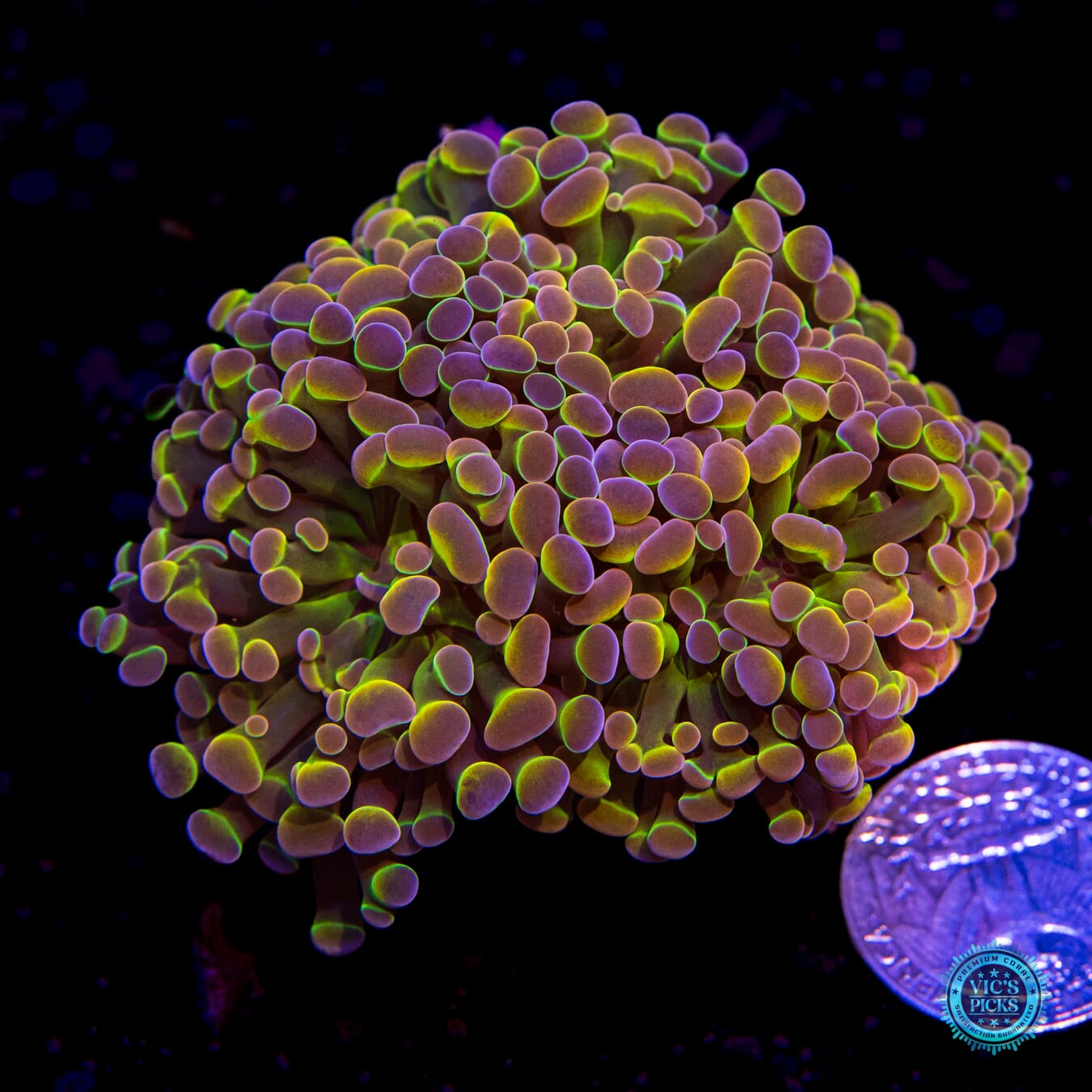 Holy Grail Branching Hammer - Actinic Photo