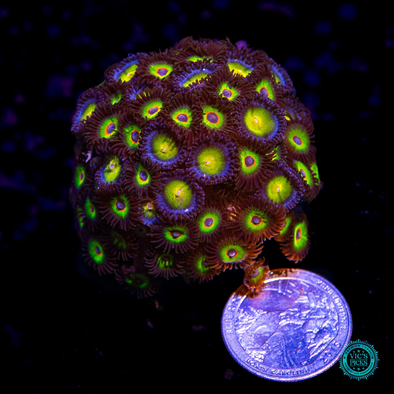 WWC Bob Marley and AOI Combo Zoanthids - Actinic Photo