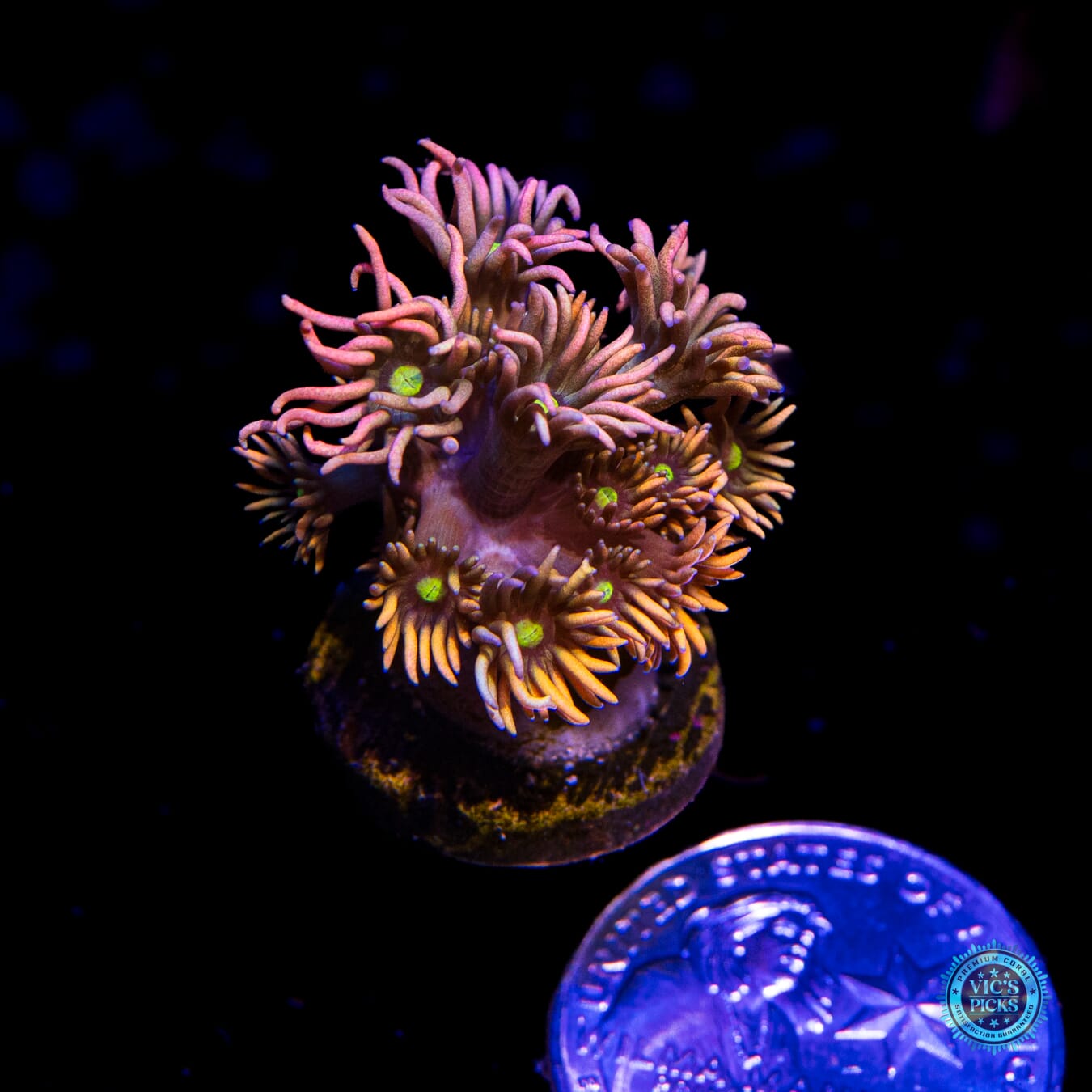 WWC Bomb Diggity Goniopora - Actinic Photo