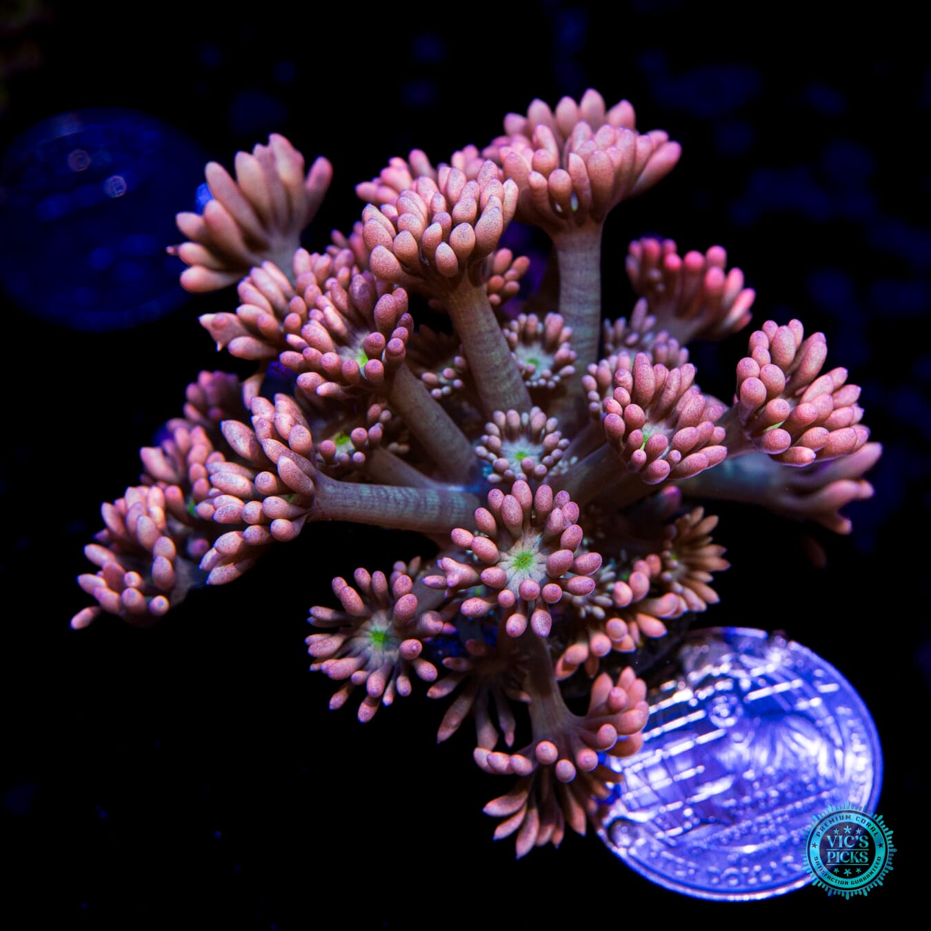 WWC Bay Watch Goniopora - Actinic Photo