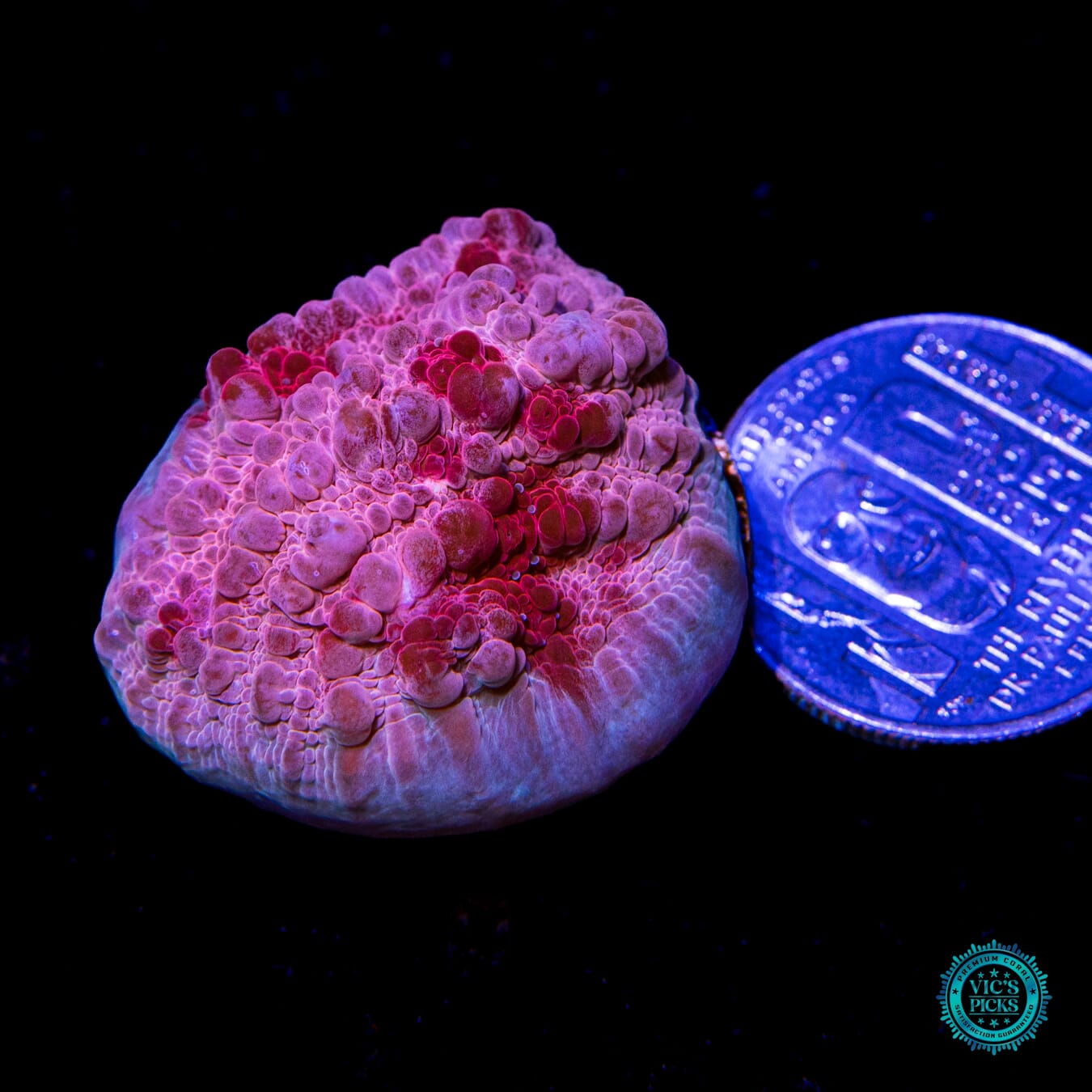 WWC Freezer Burn Bounce Chalice - Actinic Photo