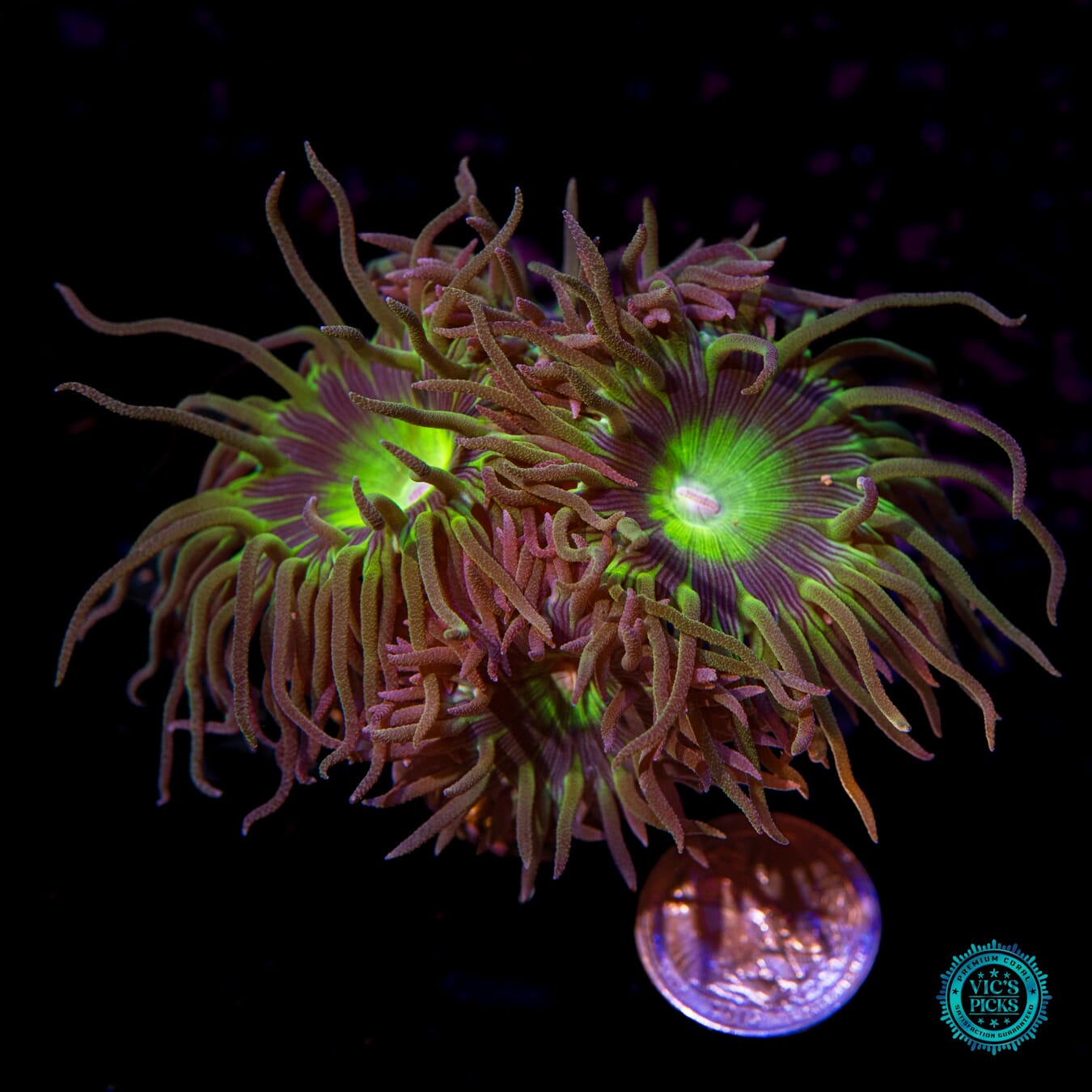 WWC Dream Catcher Duncan - Actinic Photo