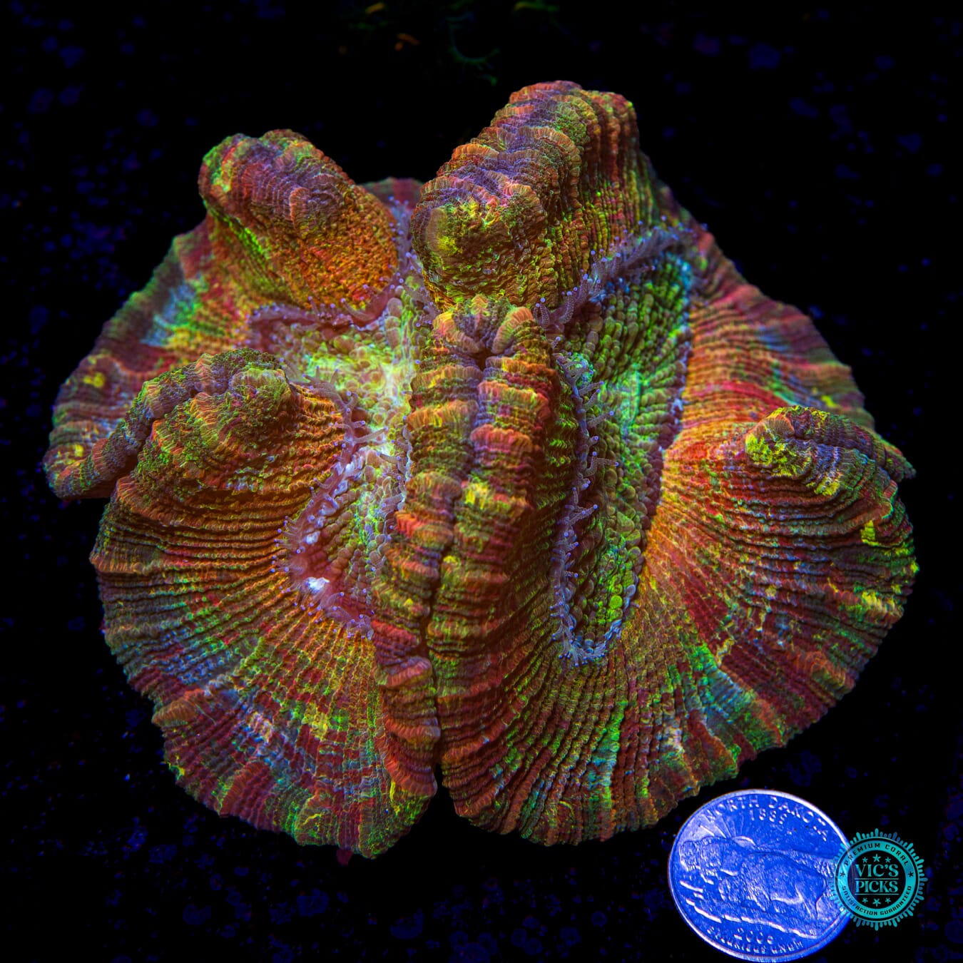 Rainbow Masterpiece Trachyphyllia - Actinic Photo