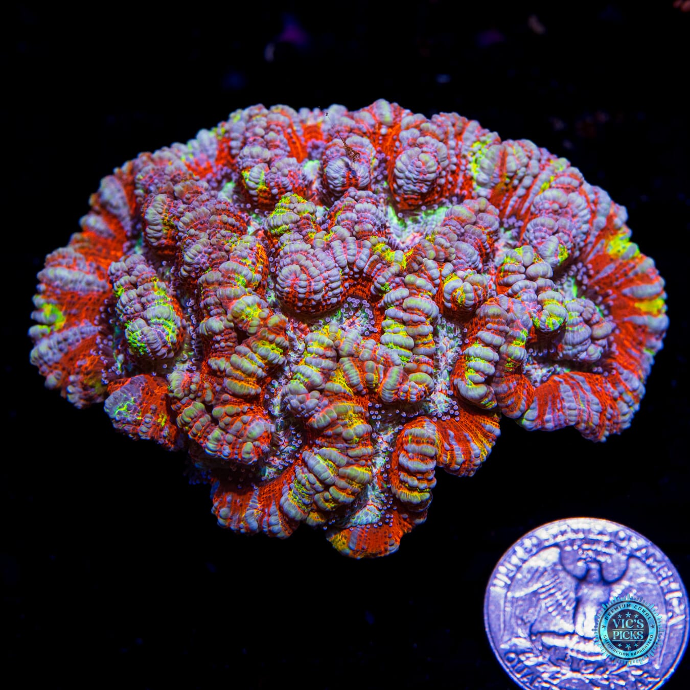 Rainbow Tiger Symphyllia Wilsoni - Actinic Photo