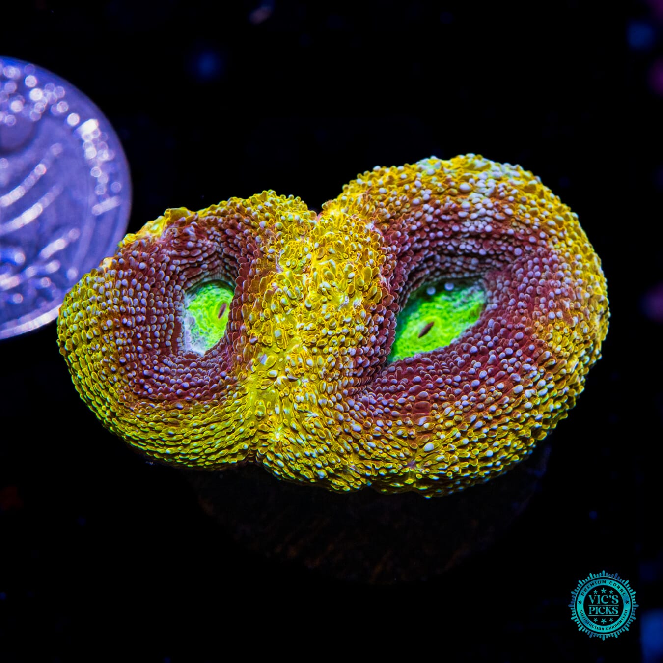 WWC Shaolin Soul Bowerbanki - Actinic Photo