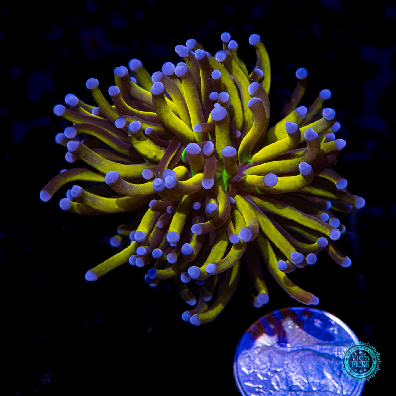 WWC In-house Spawned Gold Torch - Actinic Photo
