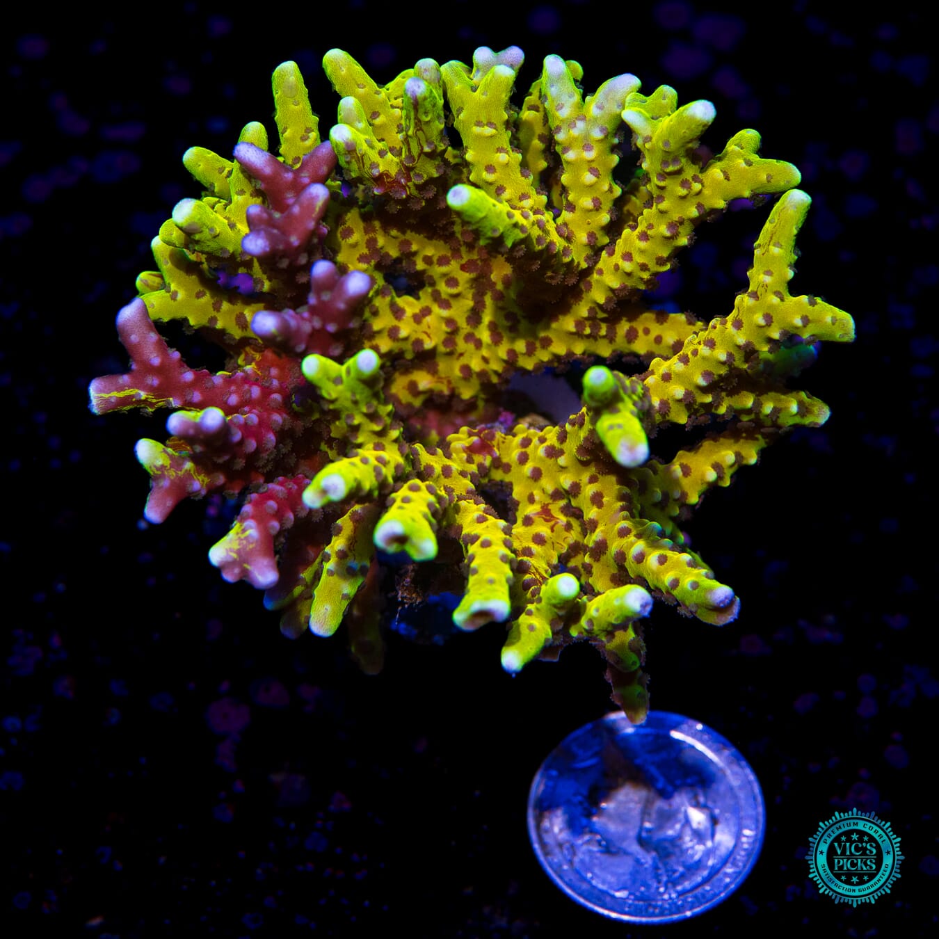 Golden Rod Grafted Anacropora - Actinic Photo
