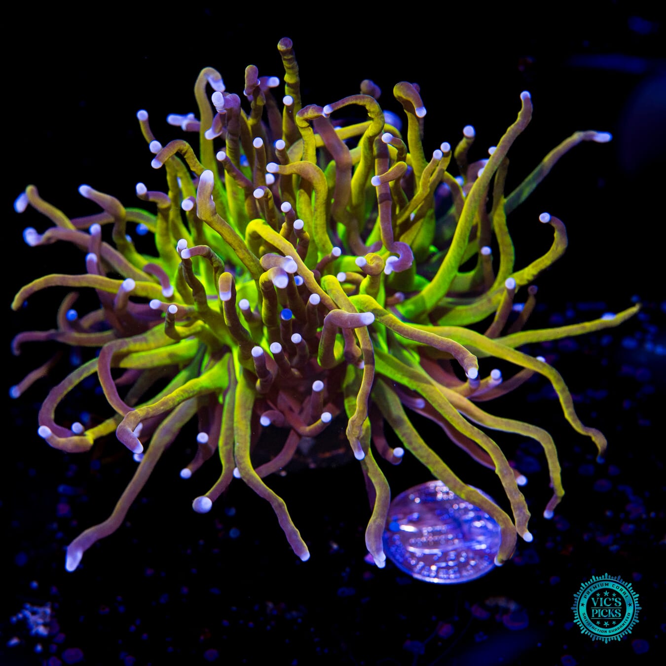 Fel Flame Torch - Actinic Photo