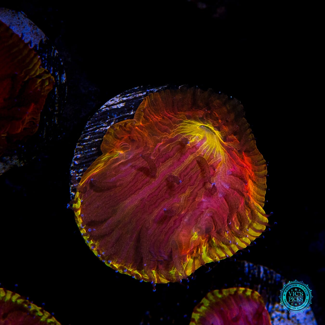 CB Flamethrower Diaseris - Actinic Photo