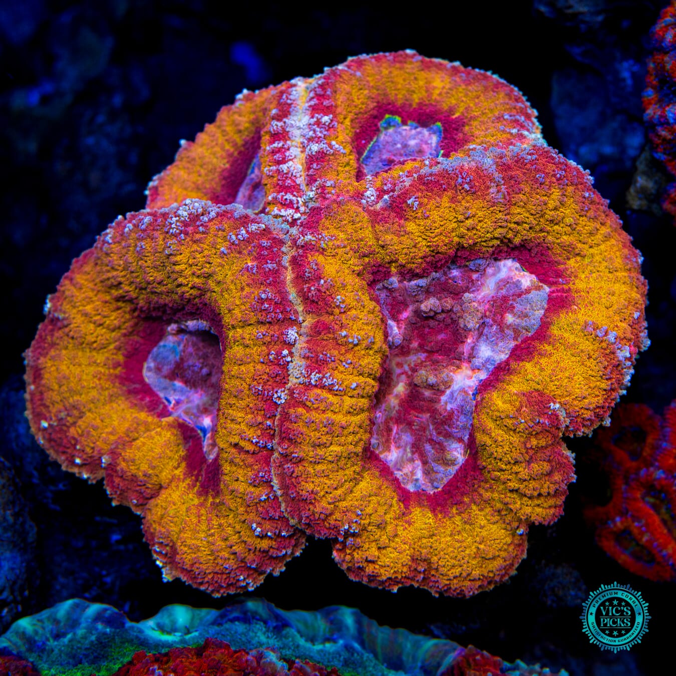 Frost Fire Lobophyllia - Actinic Photo