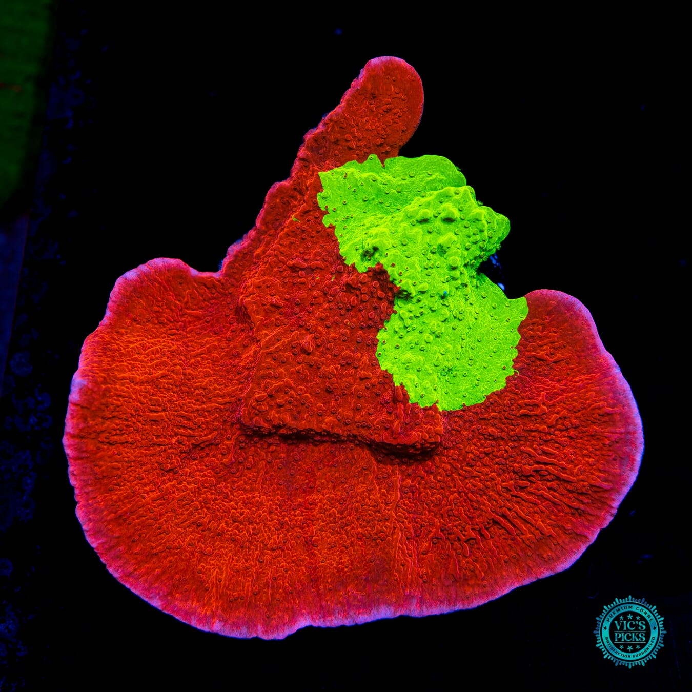 WWC Jaw Breaker Grafted Montipora - Daylight Photo